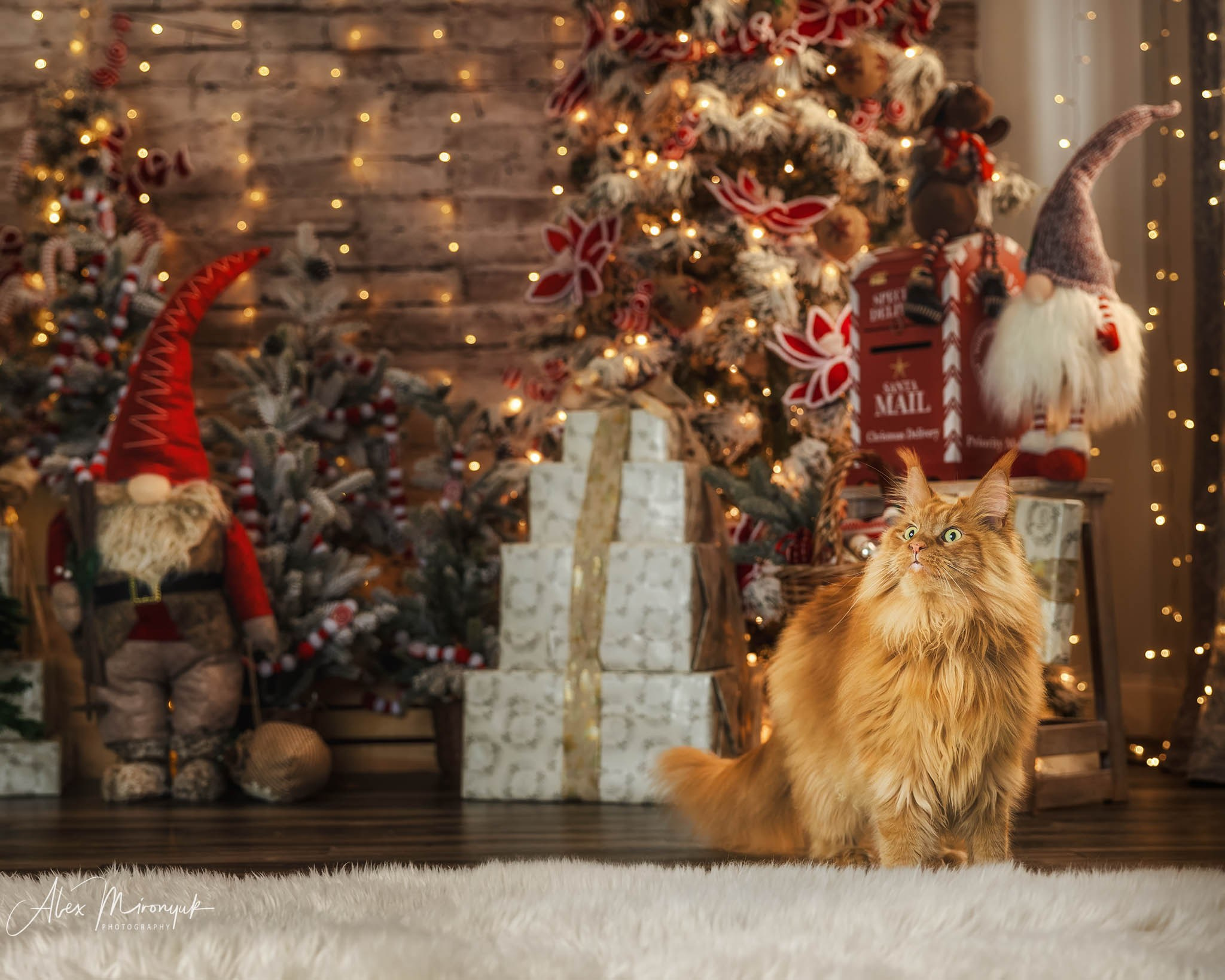 Winter Holiday Mini Sessions. Pet, Senior, Landscape, portrait studio, photographer in Miami and Sou