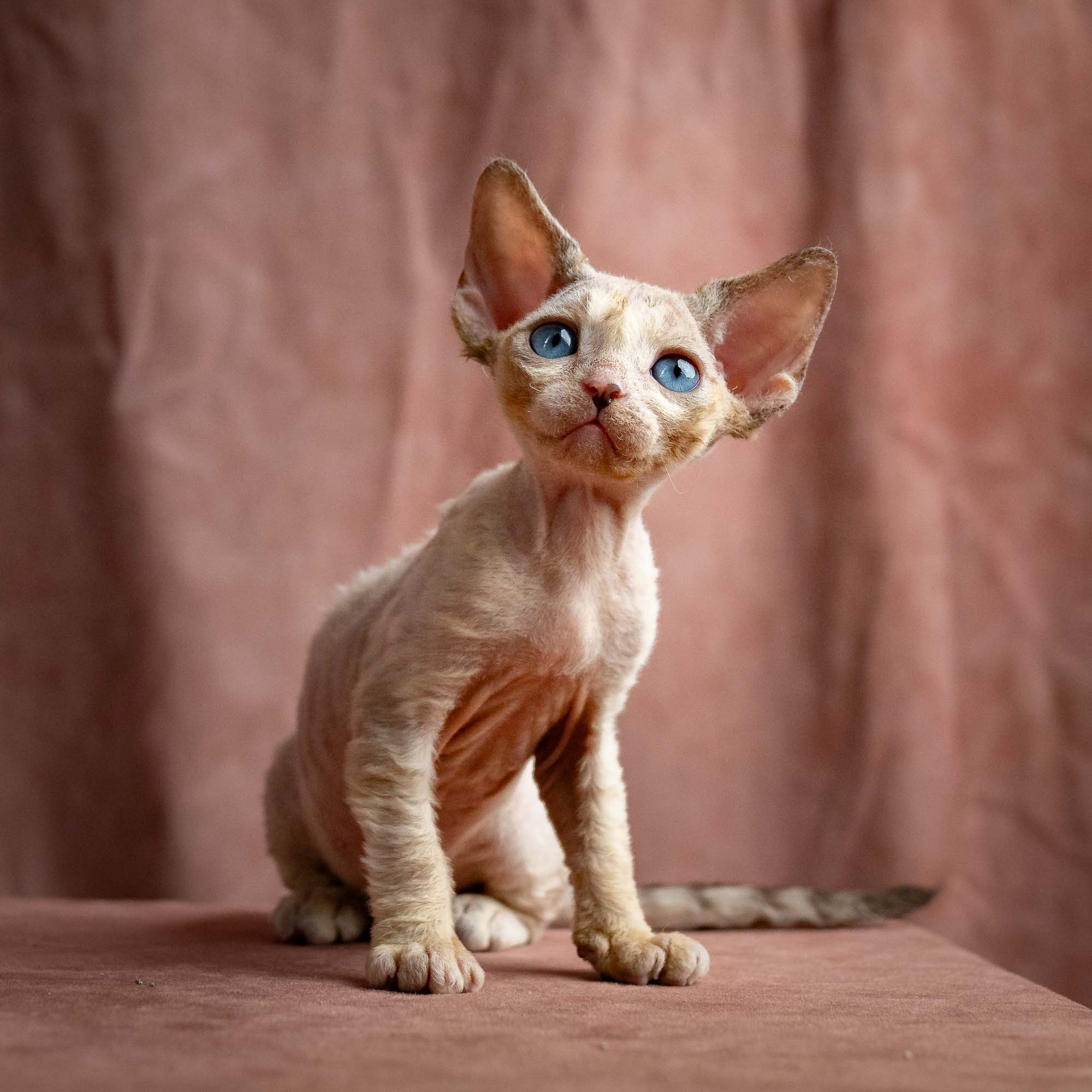Rocco, boy, born 05.08.26. Devon Rex Pixie Cattery