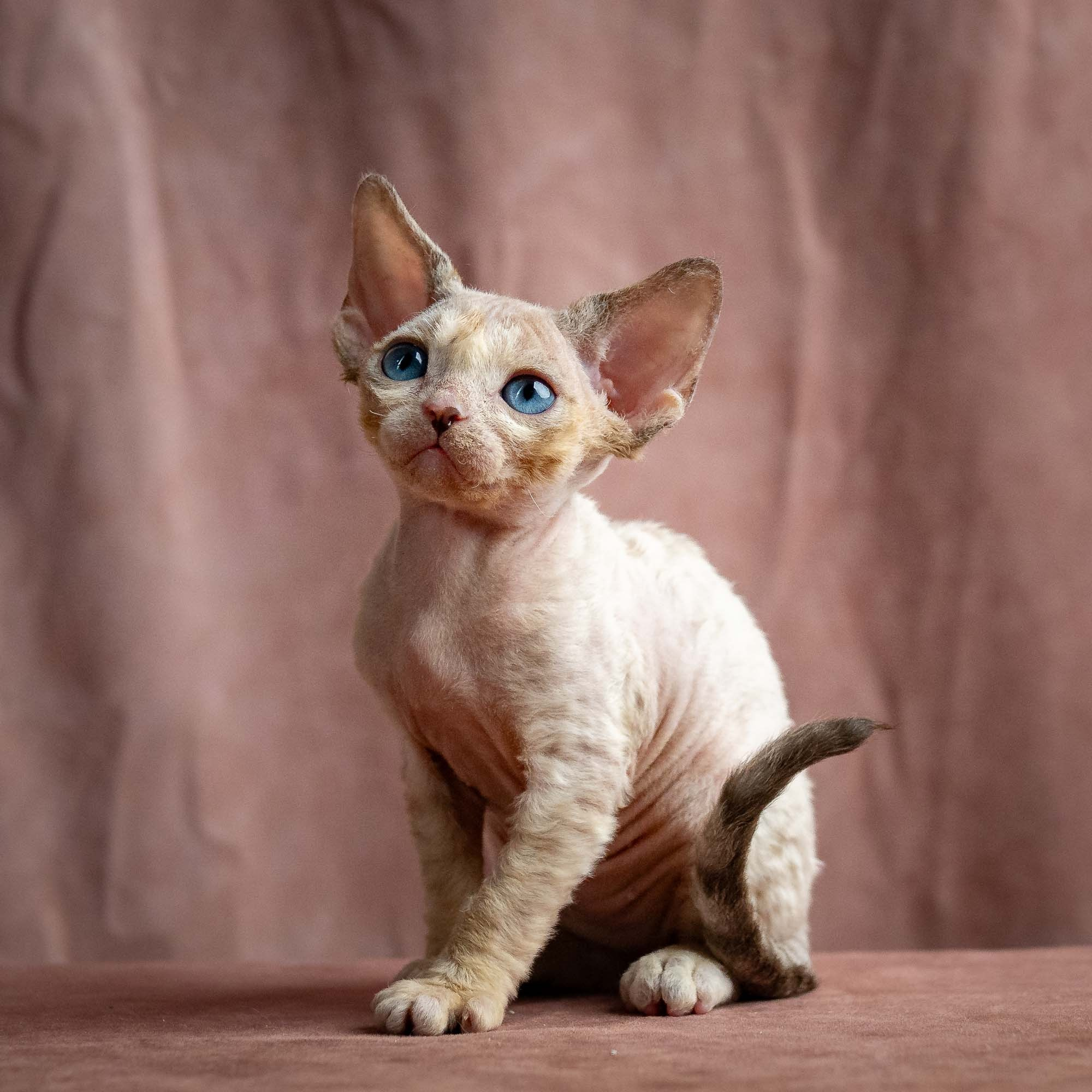 Rocco, boy, born 05.08.26. Devon Rex Pixie Cattery