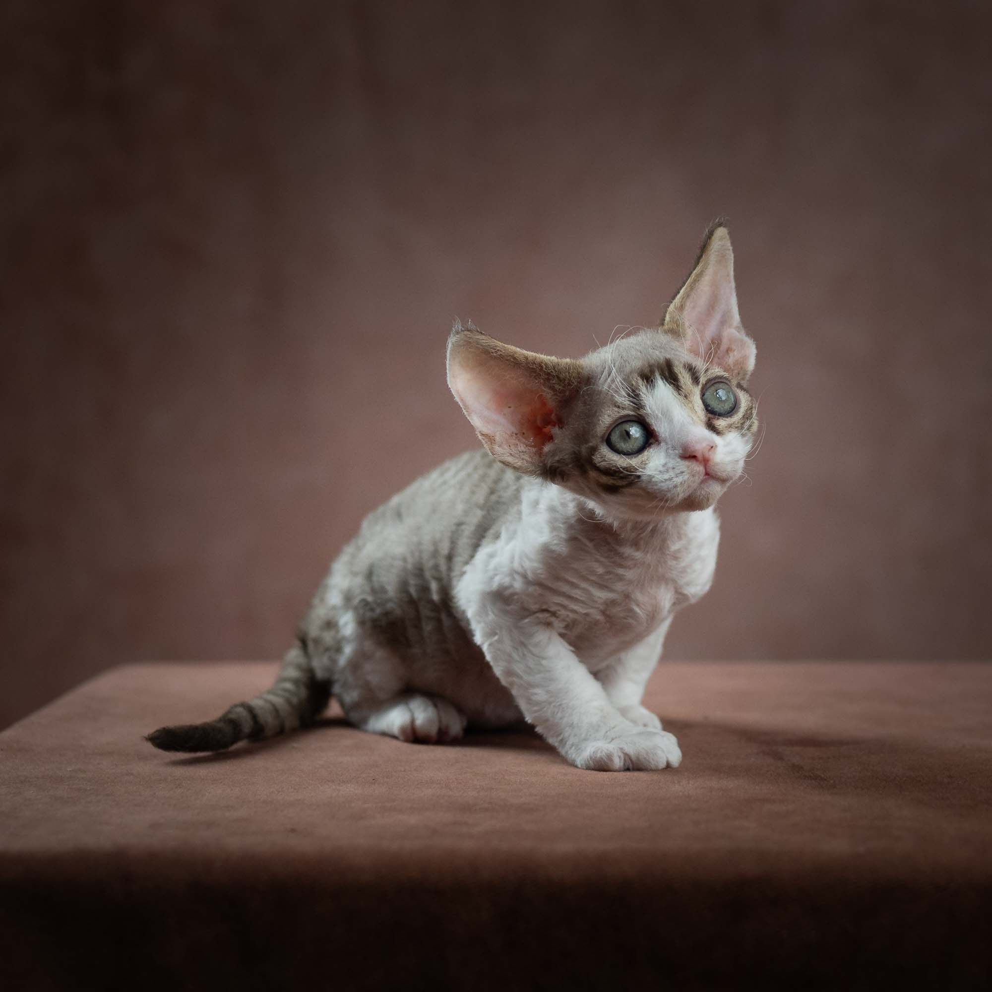 Eddie, boy, born on 06.09.24 Sold. Devon Rex Pixie Cattery