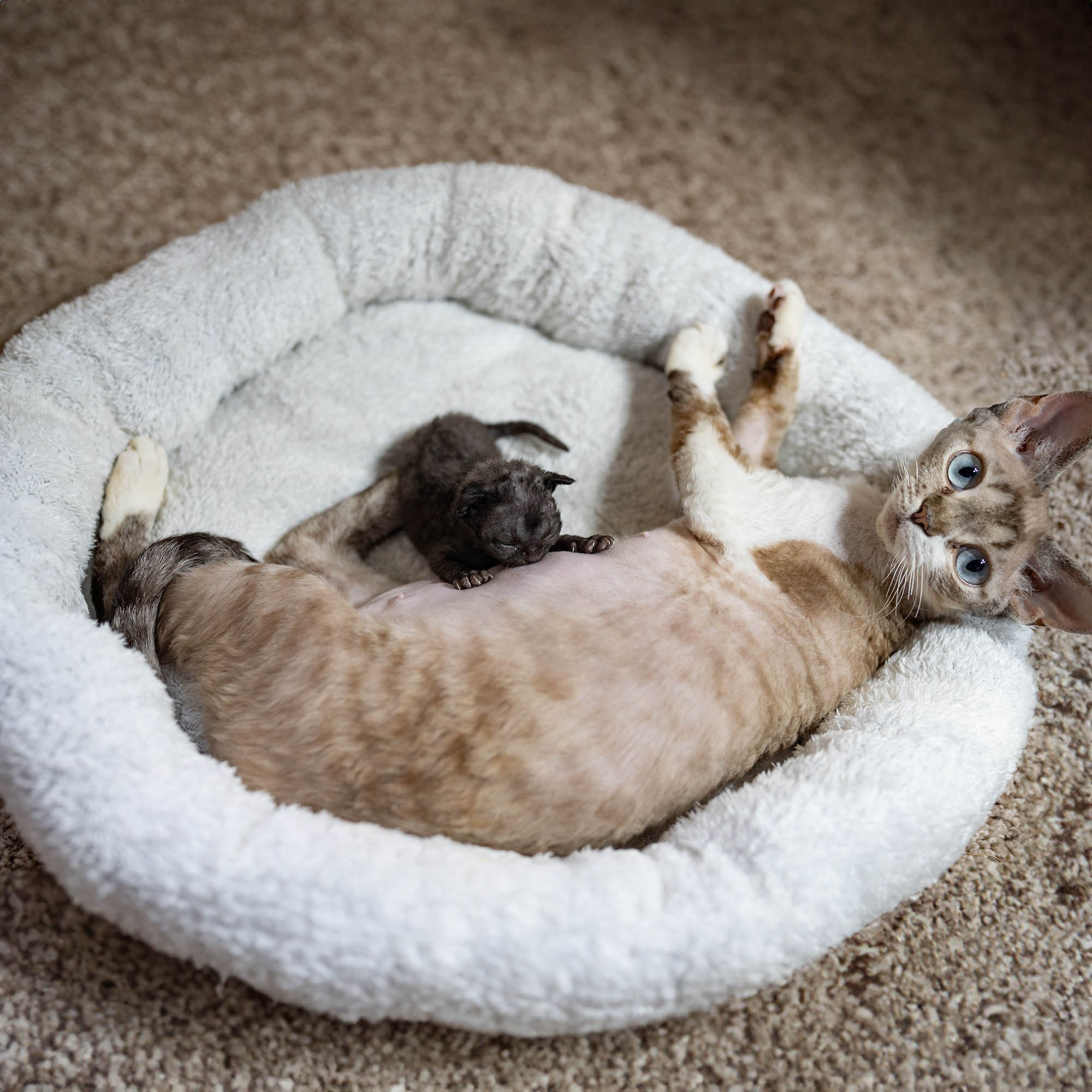 Smoke, boy,  born on  04.11.24, Sold. Devon Rex Pixie Cattery