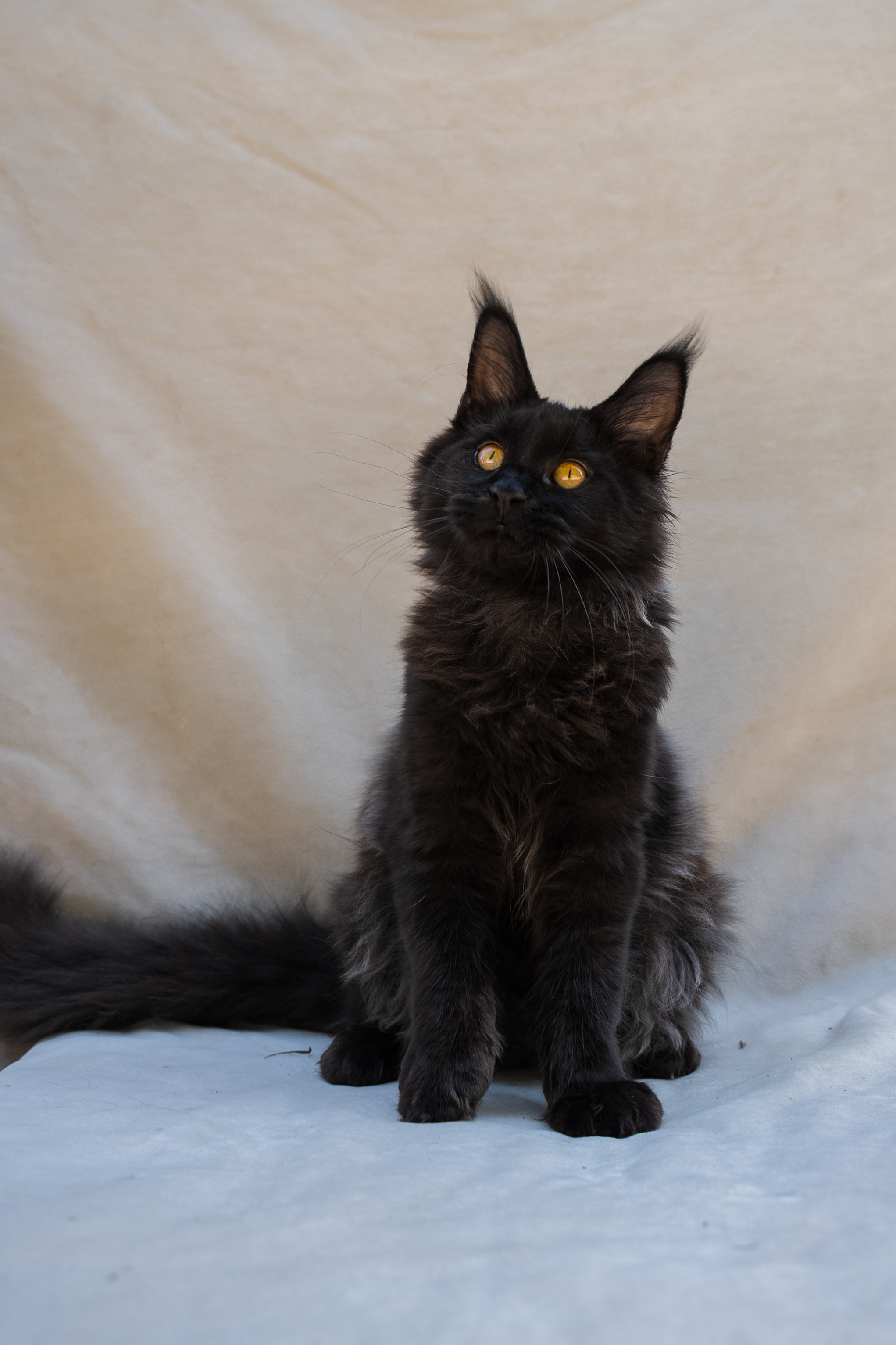 Senator Jasmine. Senator Cat — Maine Coon cattery