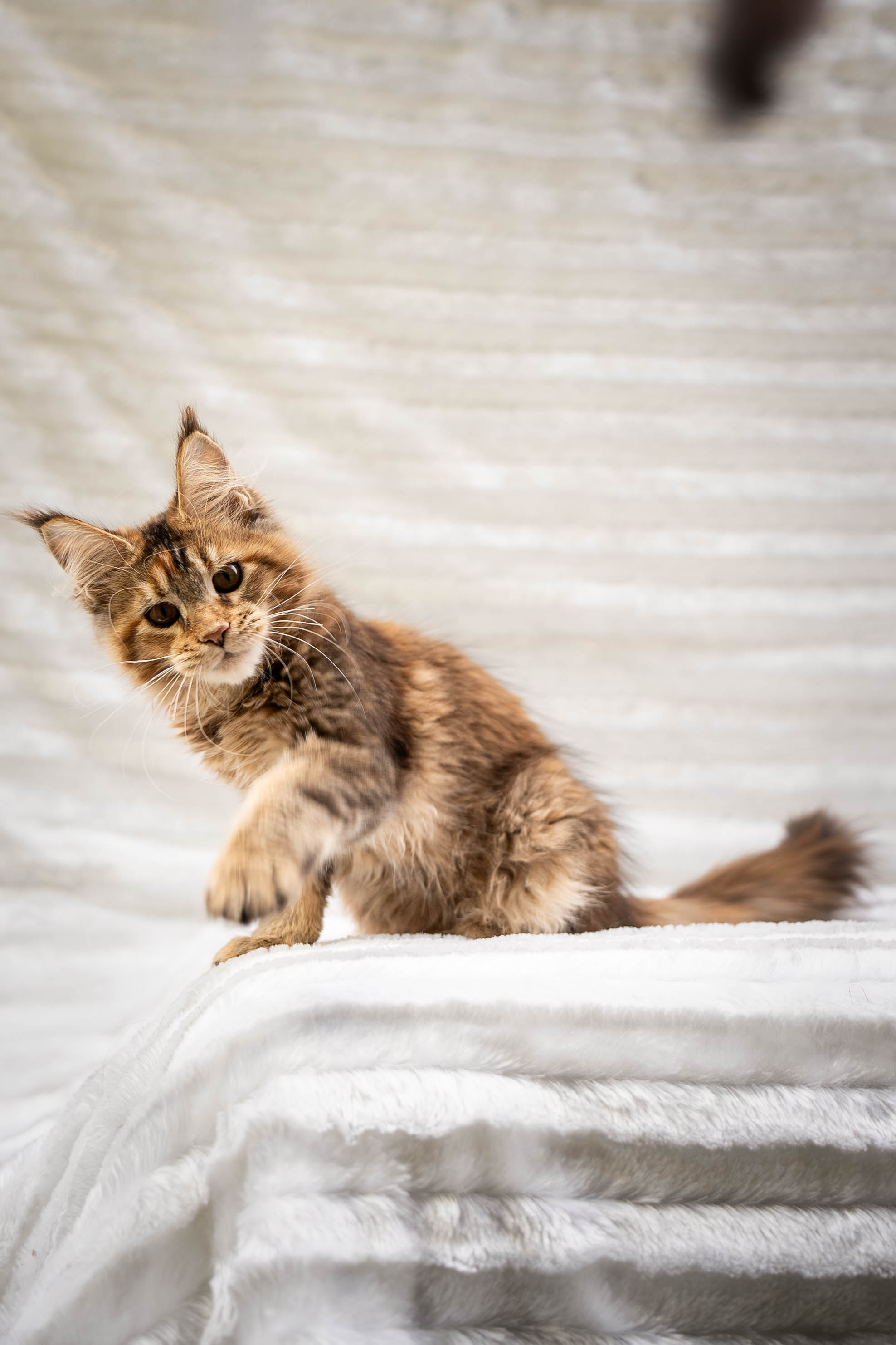 Senator Pearl. Senator Cat — Maine Coon cattery