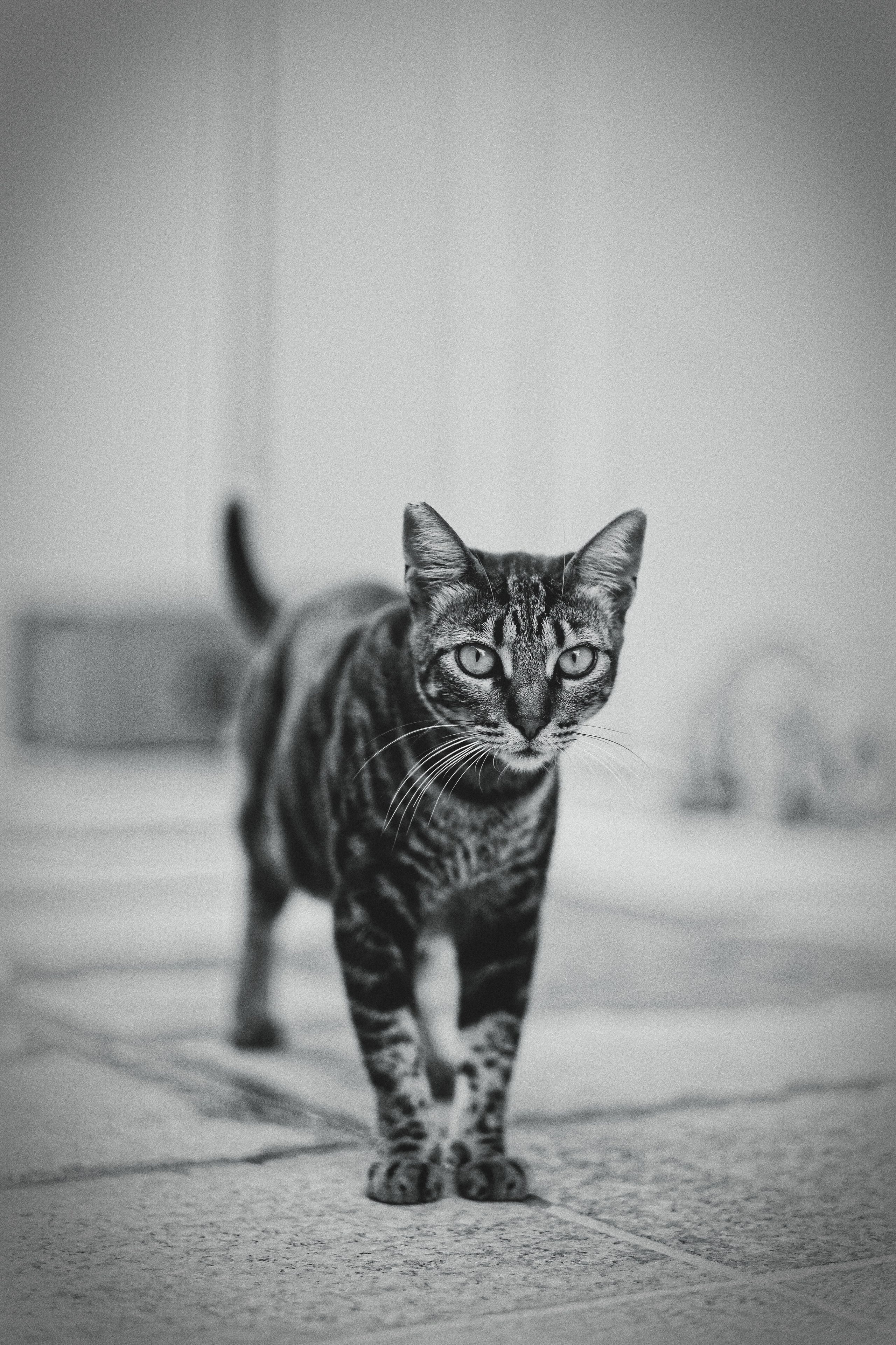 Stray Cats 🐾 | Stray cats from all the World | YuKoPhotography 📷. 中国街头摄影 | The Streets of China Through My Eyes | 深圳