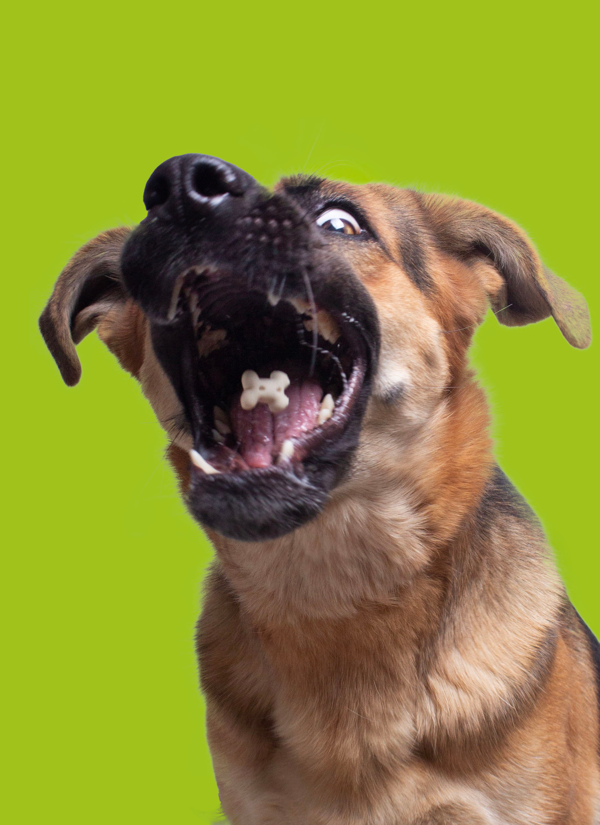 Fotos con huella, fotografía de perros y mascotas en Sevilla