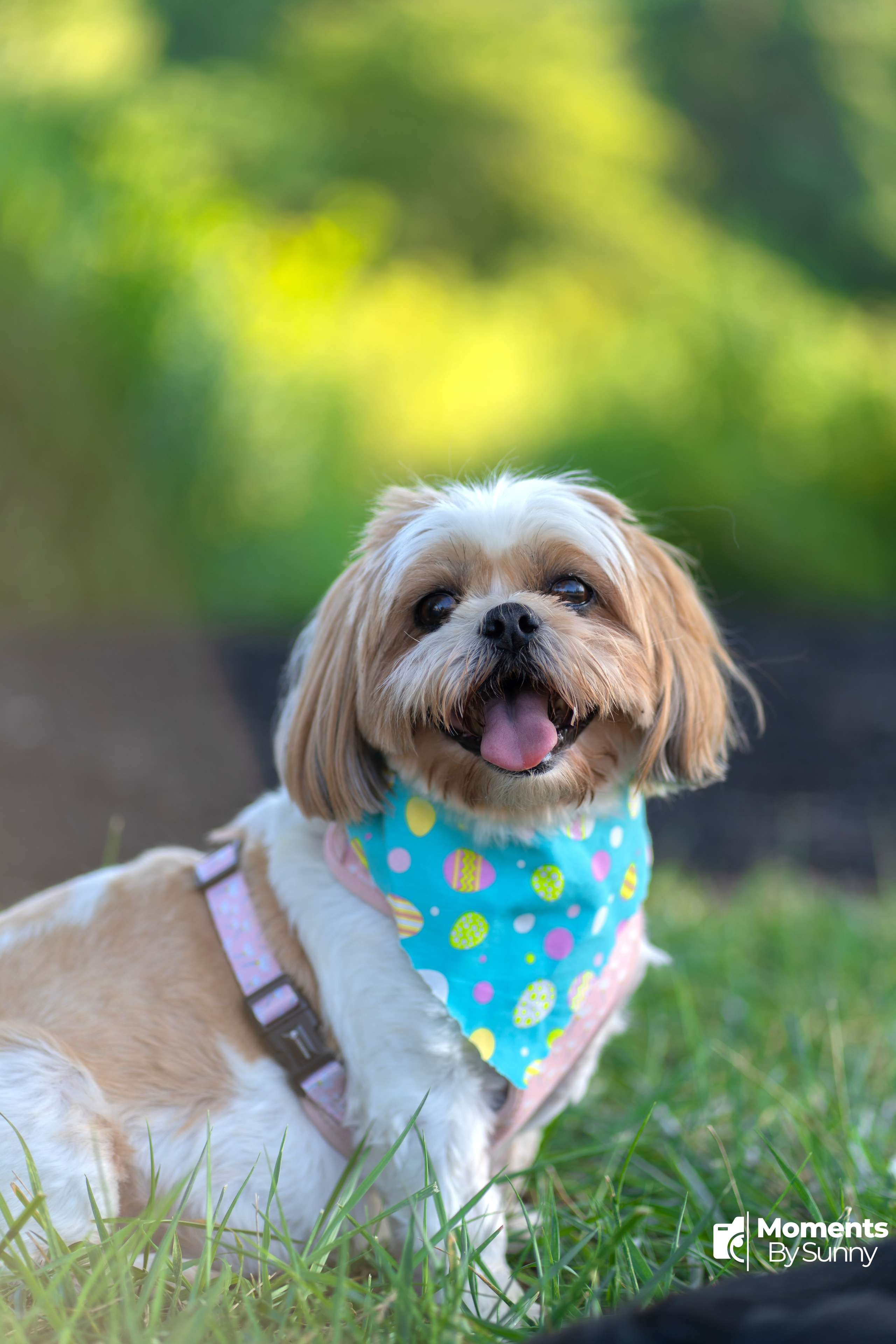 Moments by Sunny | Dallas Portrait & Event Photographer