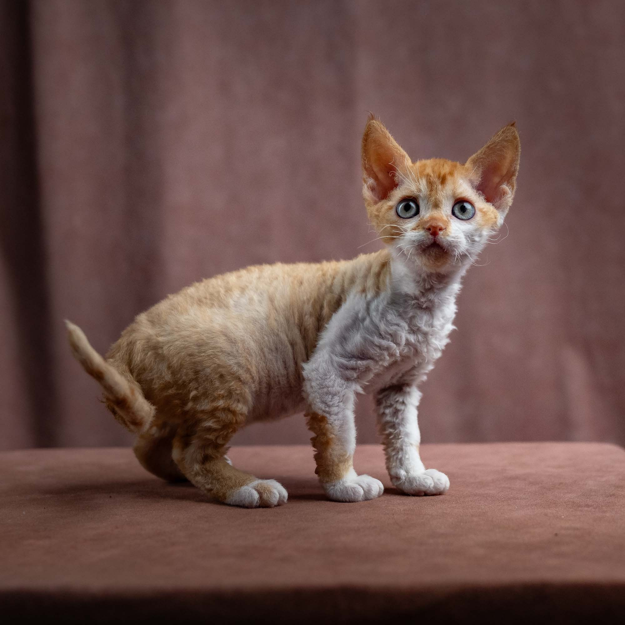 Jessie, girl, born 06.25.2025. Devon Rex Pixie Cattery