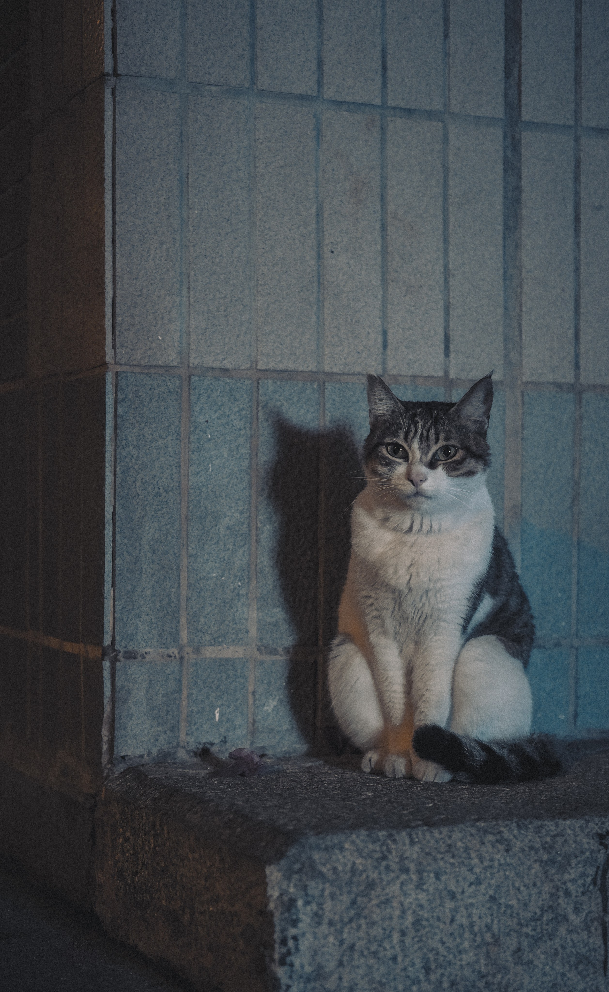 Guangzhou Stray Street Cat / China