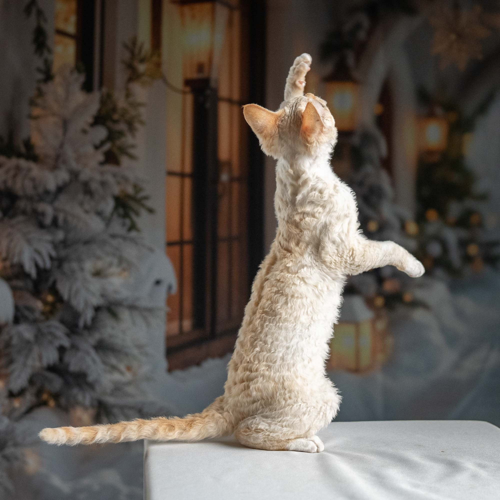 Jasmin, girl, born 06.25.2025. Devon Rex Pixie Cattery