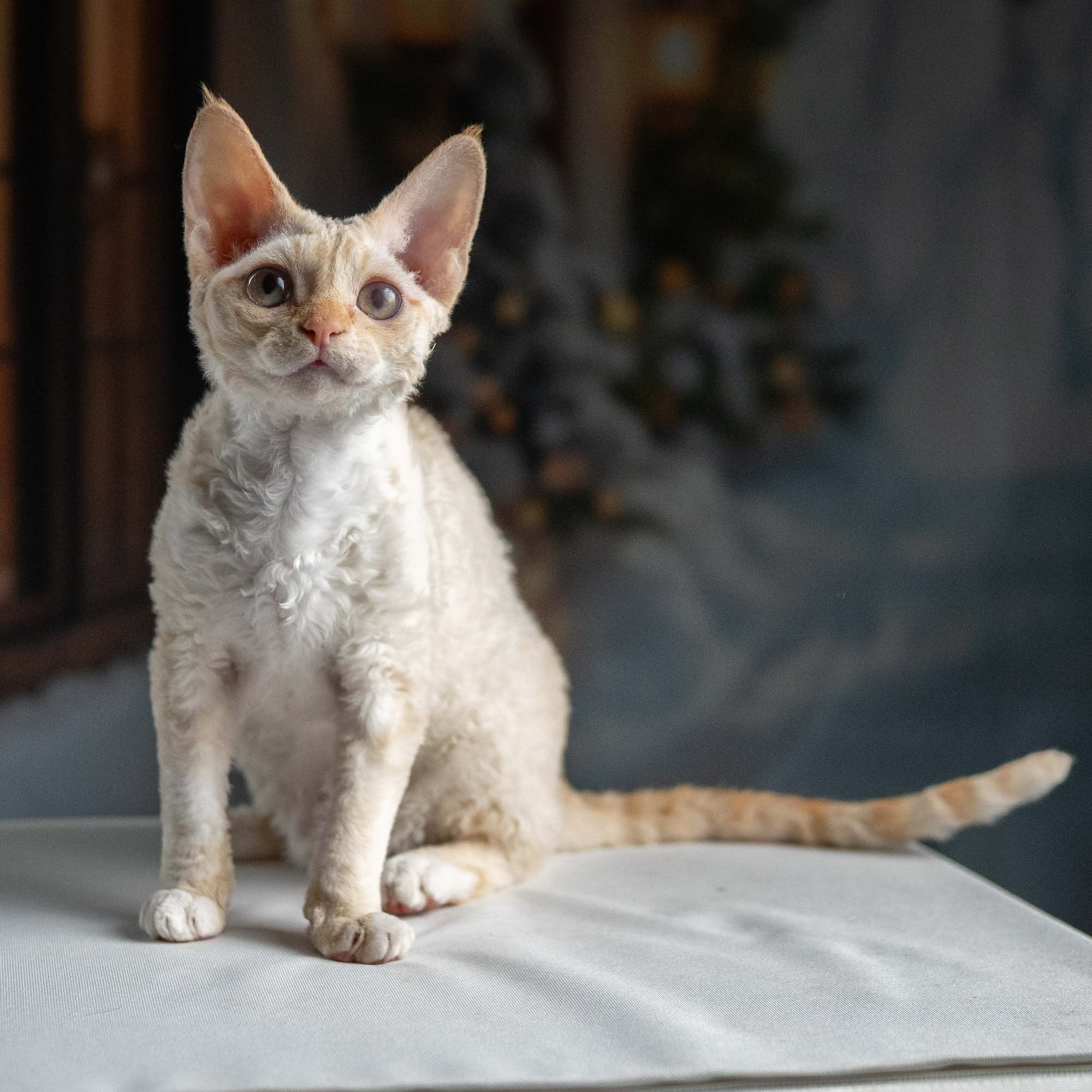 Jasmin, girl, born 06.25.2025. Devon Rex Pixie Cattery