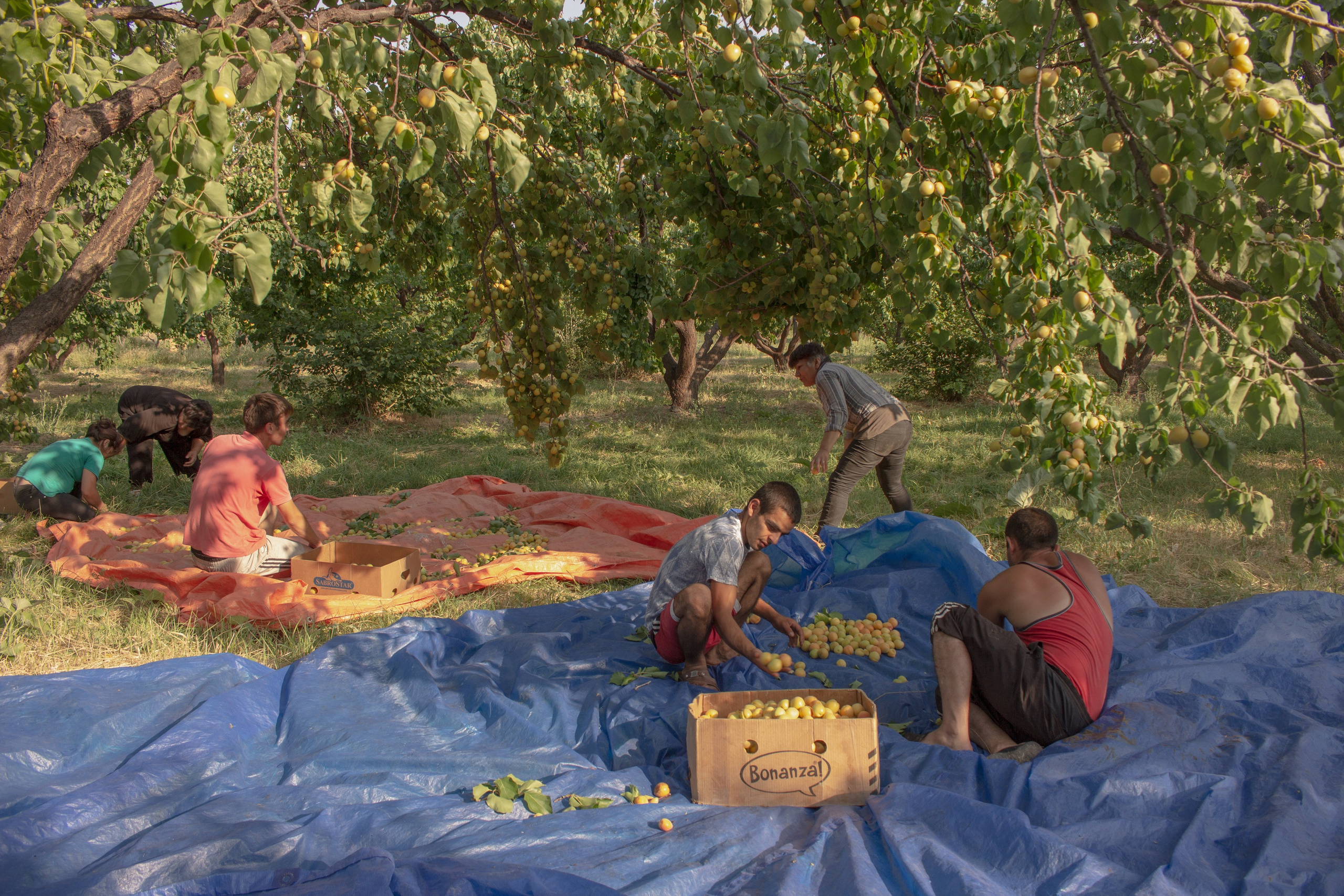 In the village of Bagaran, located right next to the border with Turkey, many people’s source of income comes from the fruit season. Bagaran is famous for its juicy and sweet apricots. The apricot season is short but labor-intensive. People work long hours to gather and sort the best fruits for export to Russia. The rest of the apricots are dried in the sun or used for making homemade vodka.