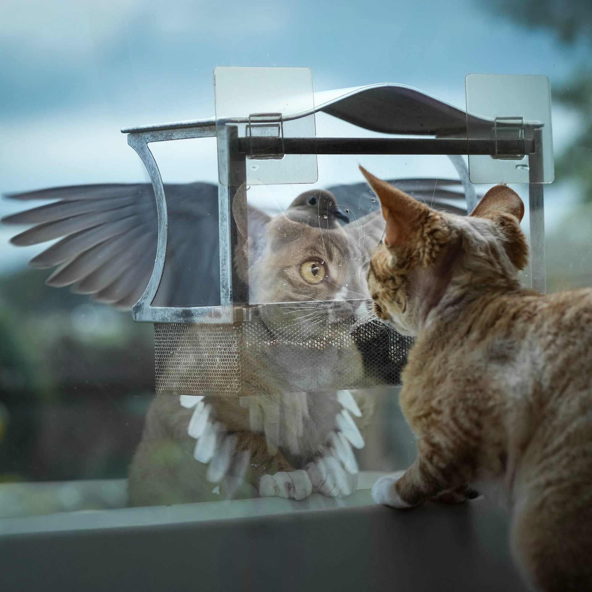 Devon Rex Pixie Cattery