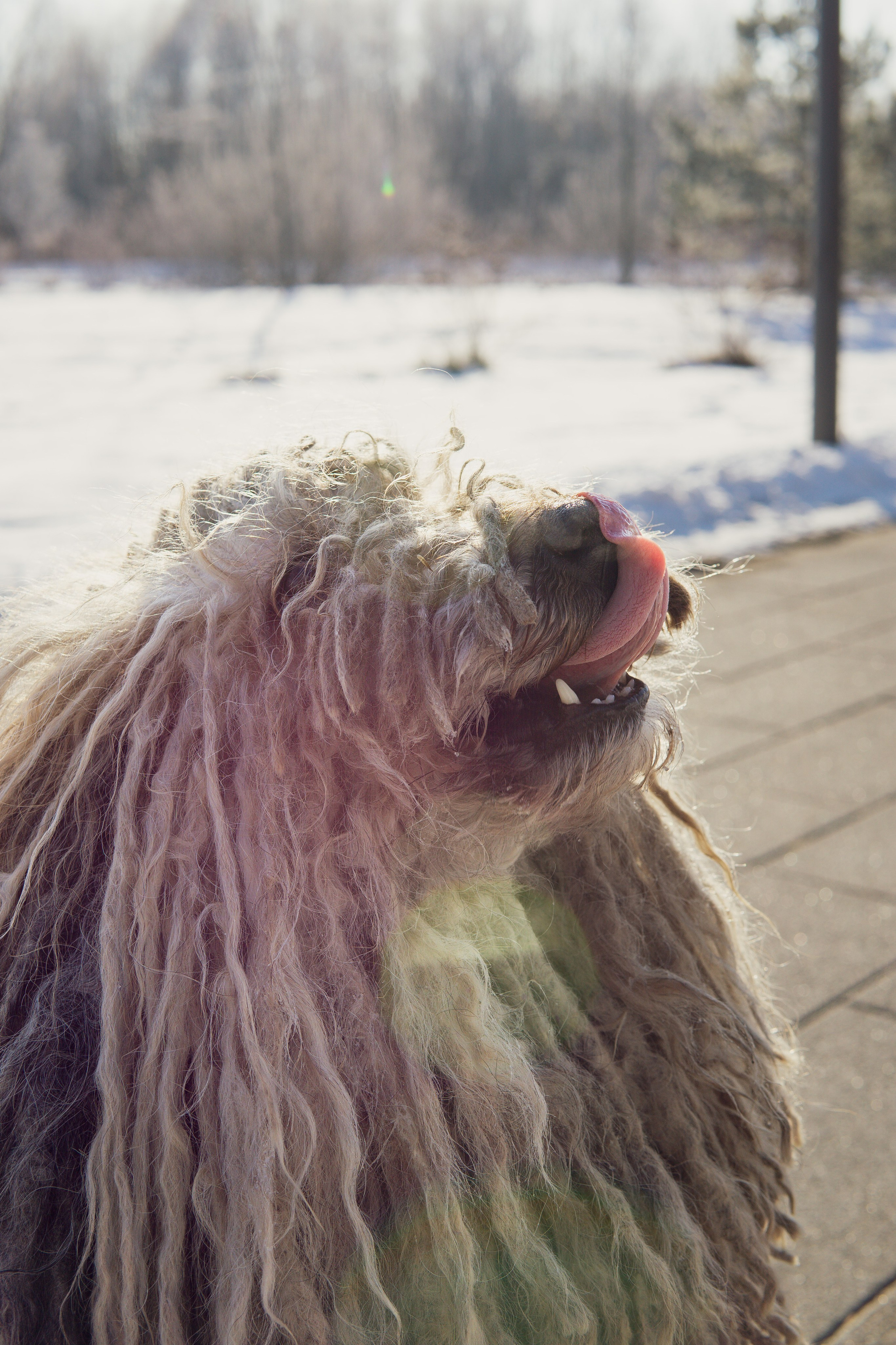 Winter Morning Walk: Zhenya and Her Dog