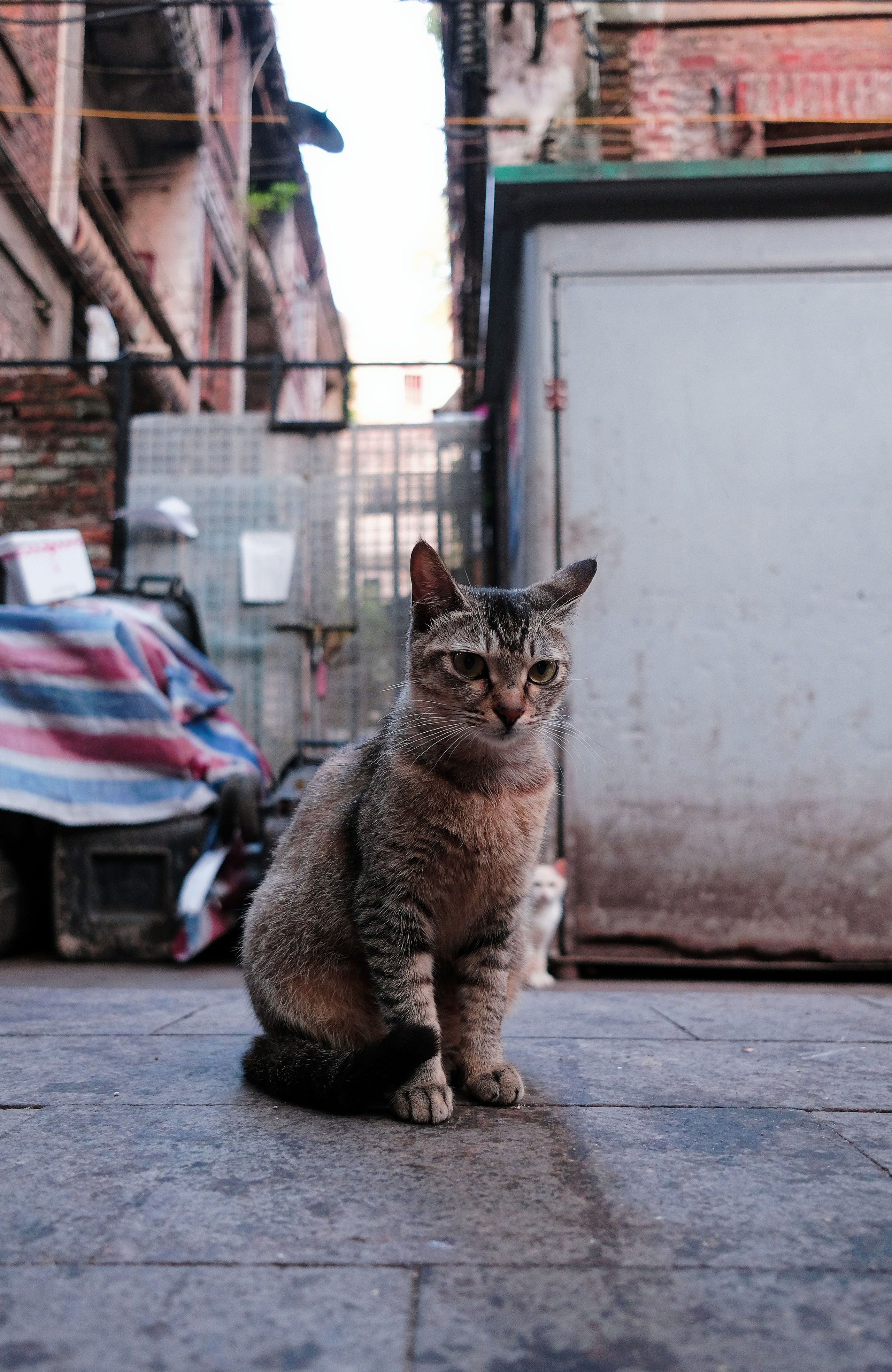 Stray Cats 🐾 | Stray cats from all the World | YuKoPhotography 📷. 中国街头摄影 | The Streets of China Through My Eyes | 深圳