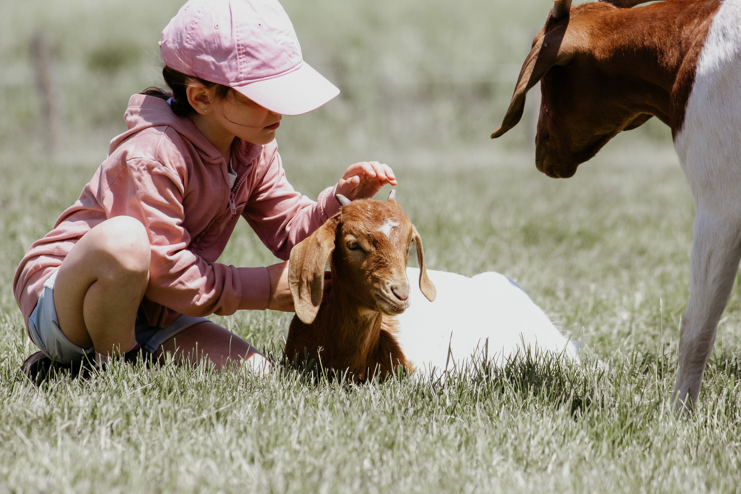 Event. I am a portrait and family photographer Jenny in Montreal and Calgary