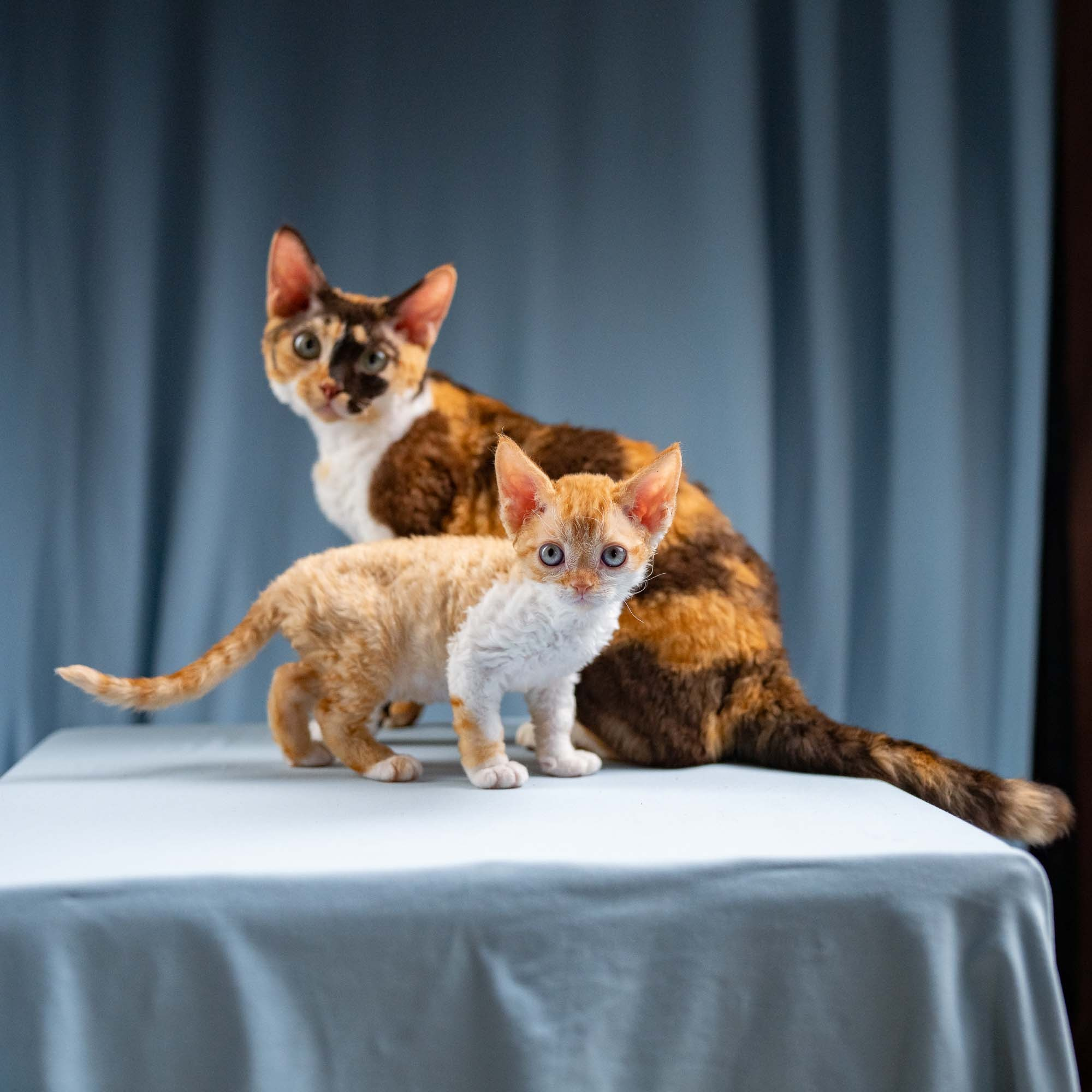 Dottie, girl, born on 06.06.24. Devon Rex Pixie Cattery