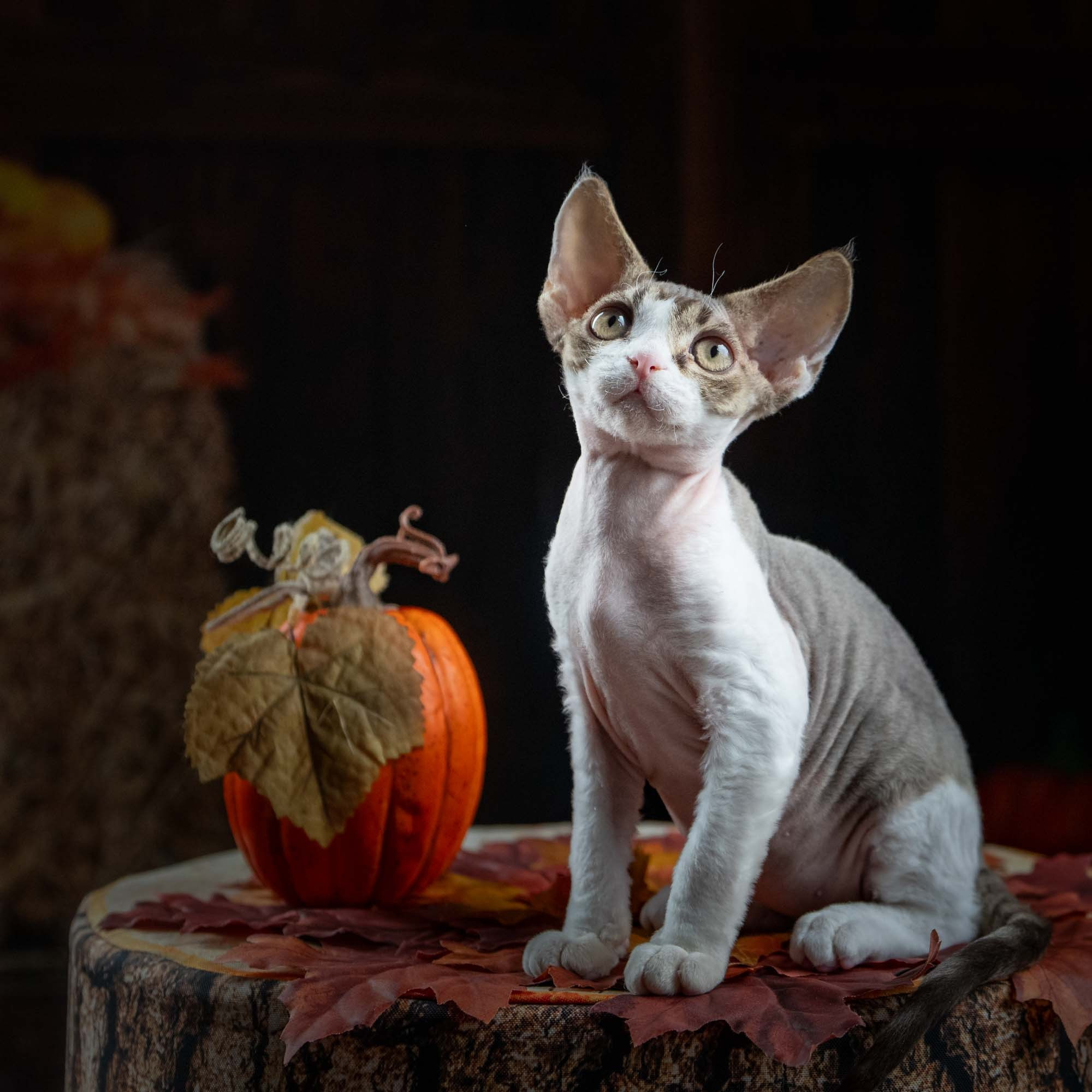 Eddie, boy, born on 06.09.24 Sold. Devon Rex Pixie Cattery