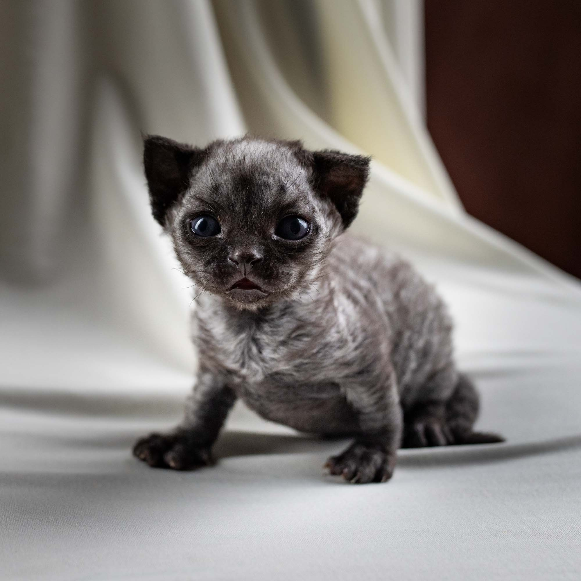 Smoke, boy,  born on  04.11.24, Sold. Devon Rex Pixie Cattery