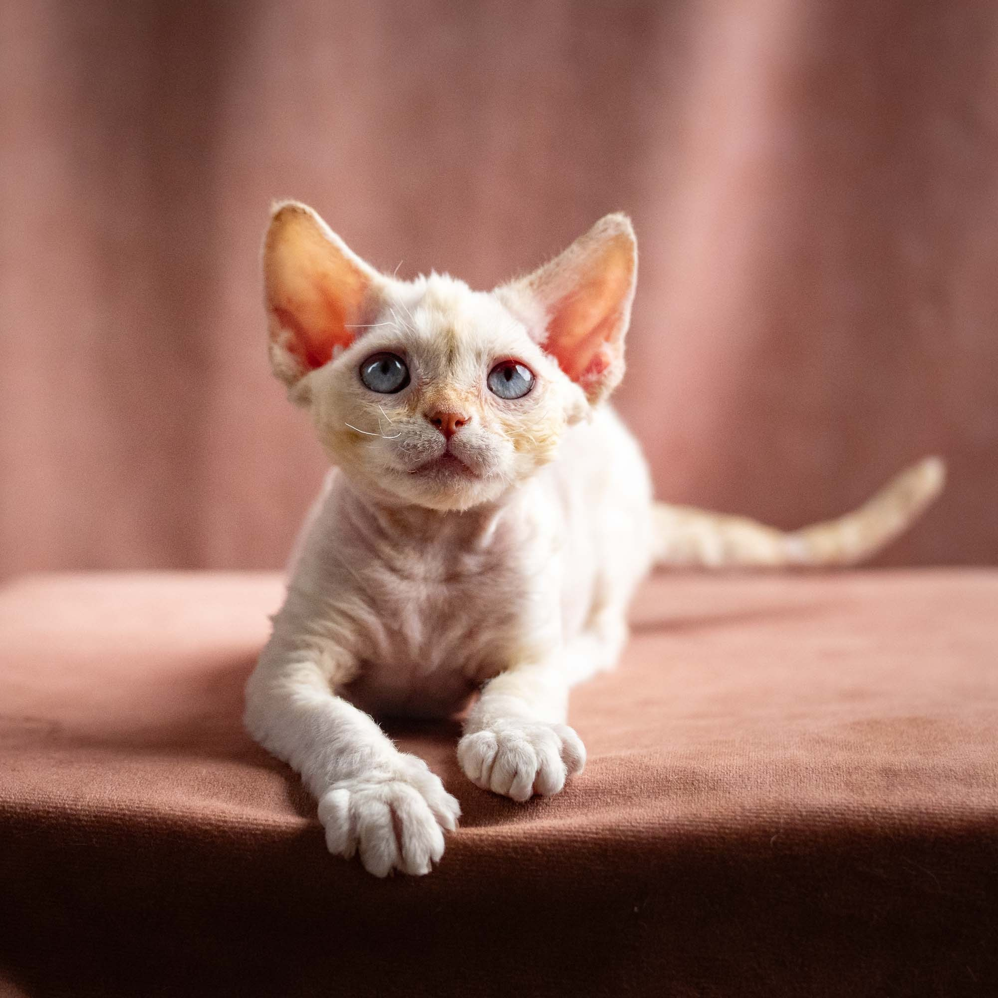Quennie, girl, born 02.14.26. Devon Rex Pixie Cattery