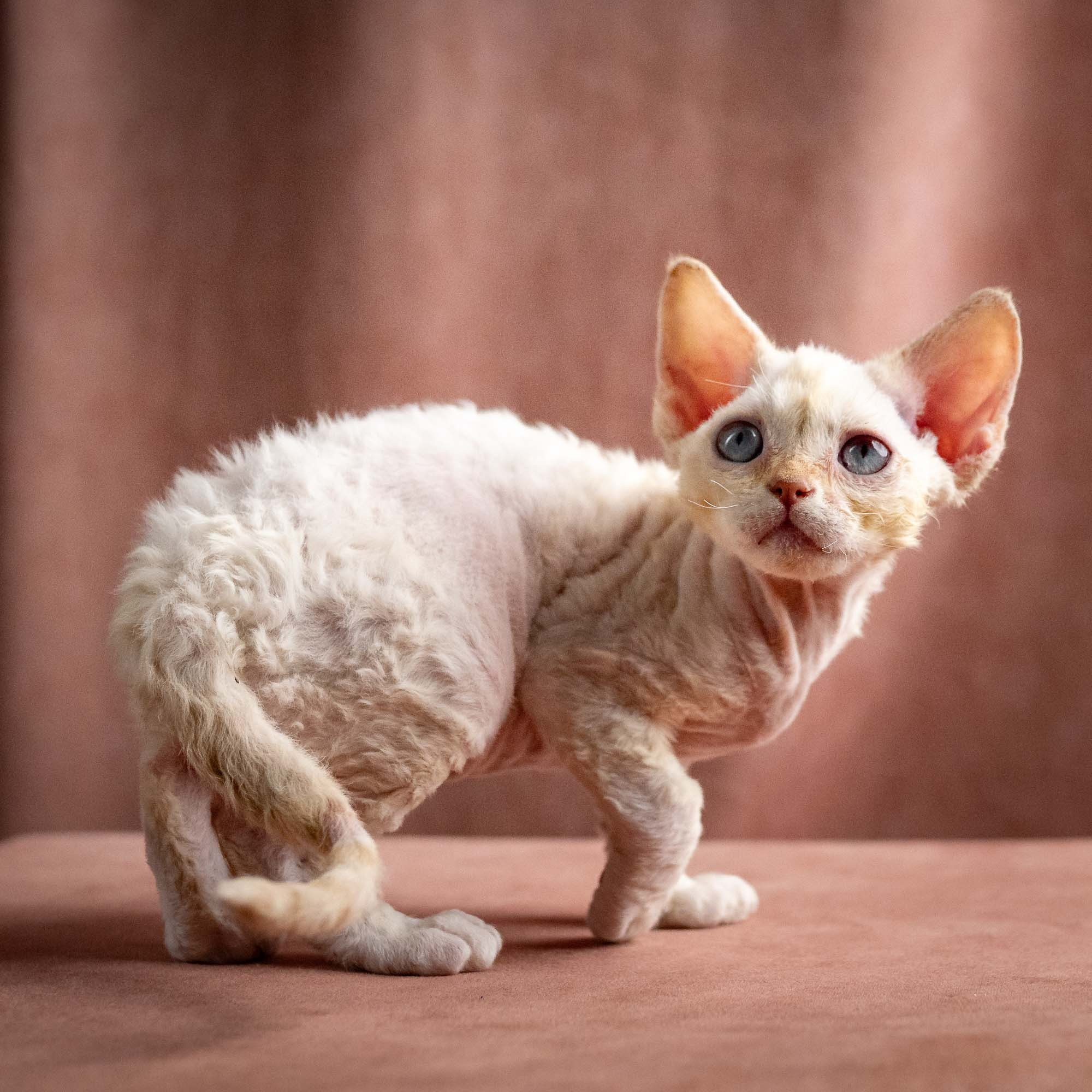 Quennie, girl, born 02.14.26. Devon Rex Pixie Cattery