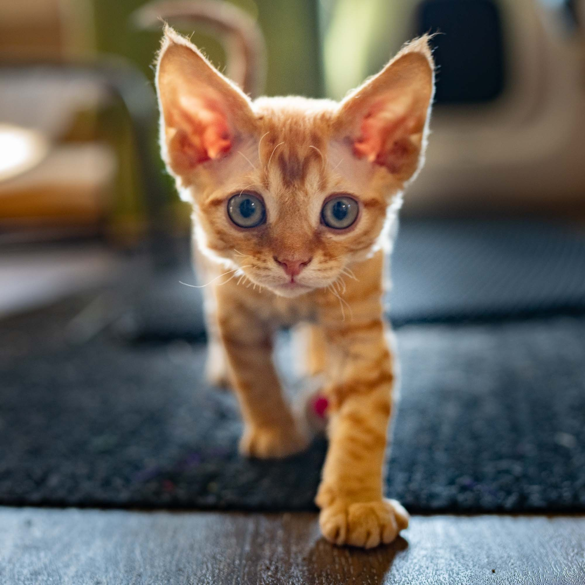 Jackie, boy, born 06.25.2025. Devon Rex Pixie Cattery