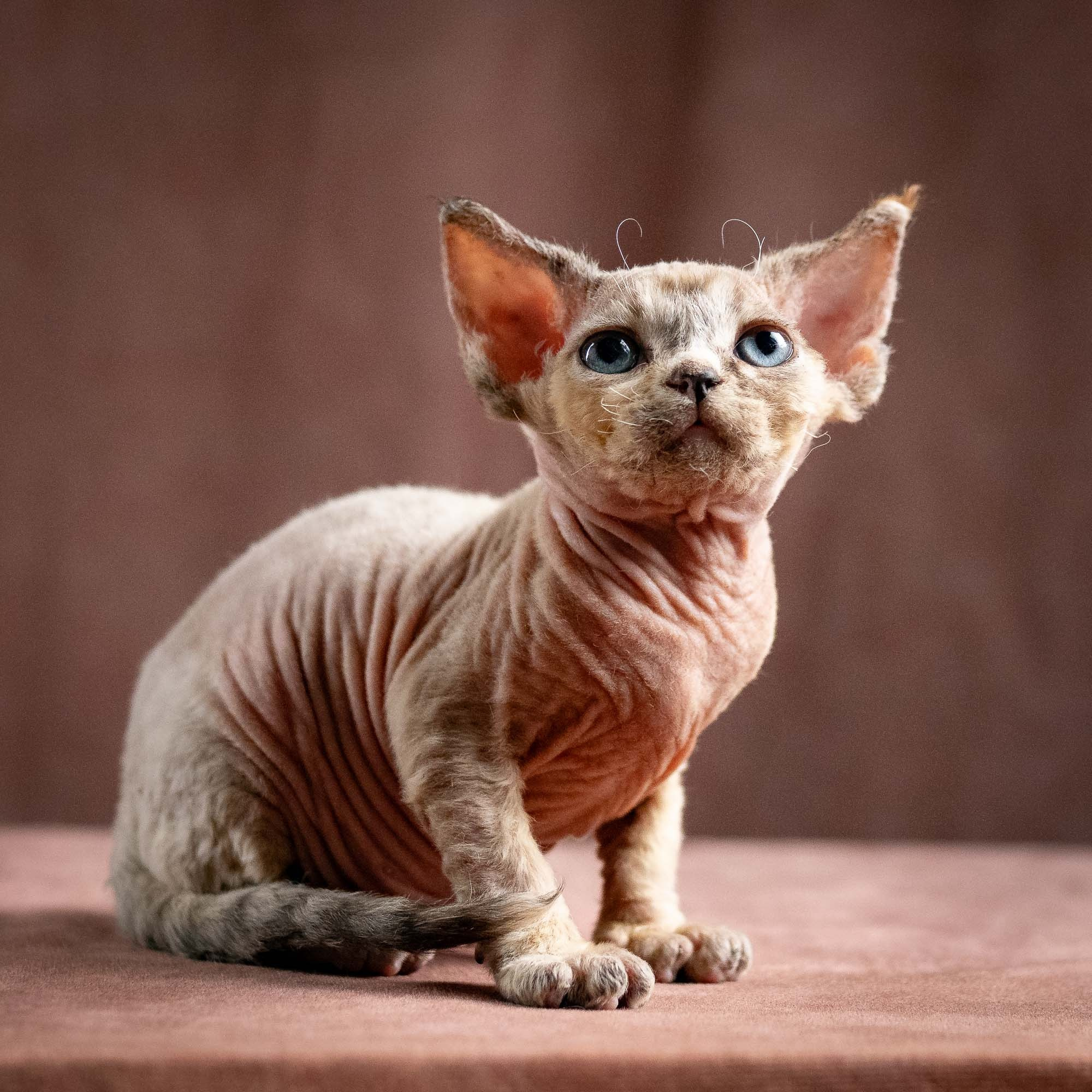 Quinley, girl, born 02.14.26. Devon Rex Pixie Cattery