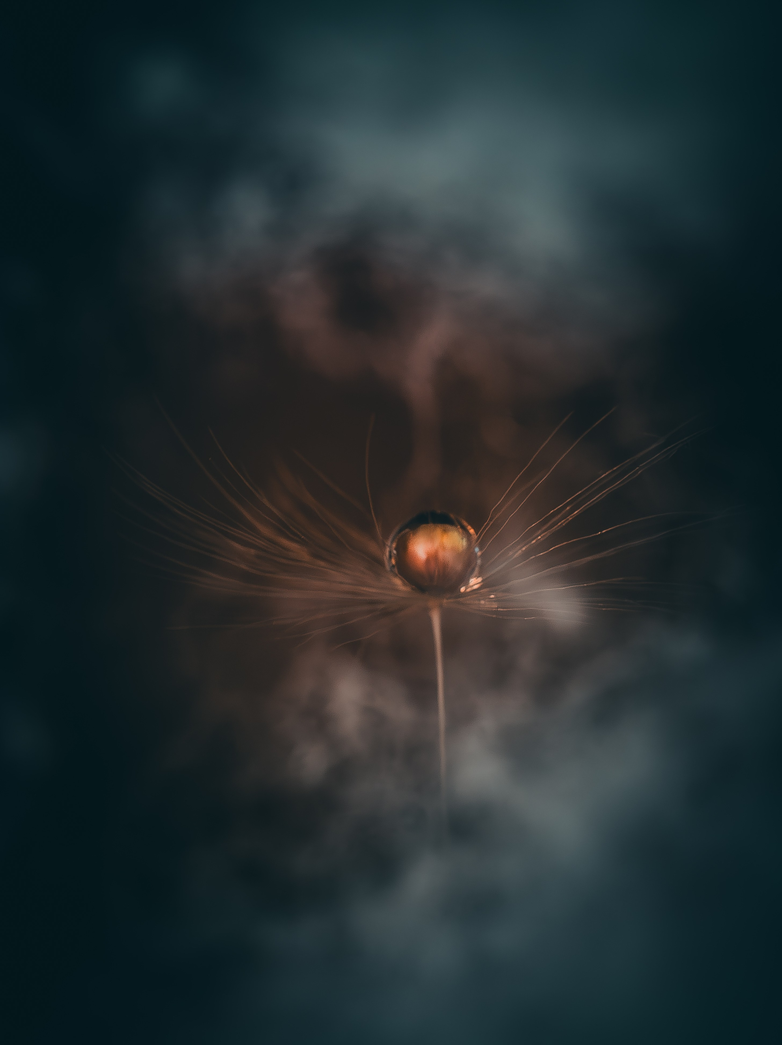 Creative Macro Photographer & Content Creator in Birmingham, UK — Lee Hall