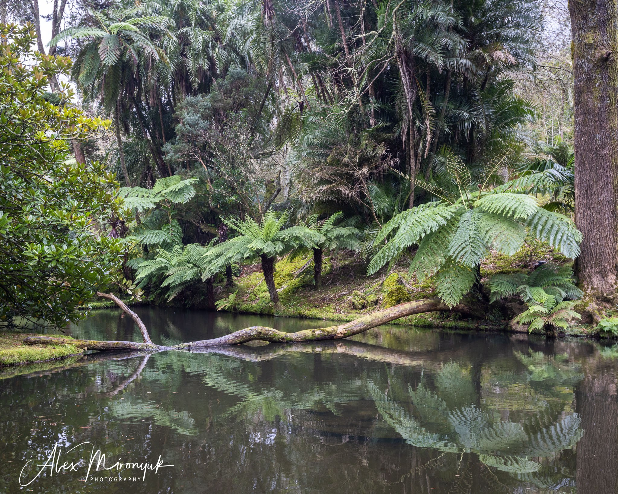 Azores And Madeira. Alex Mironyuk Photography