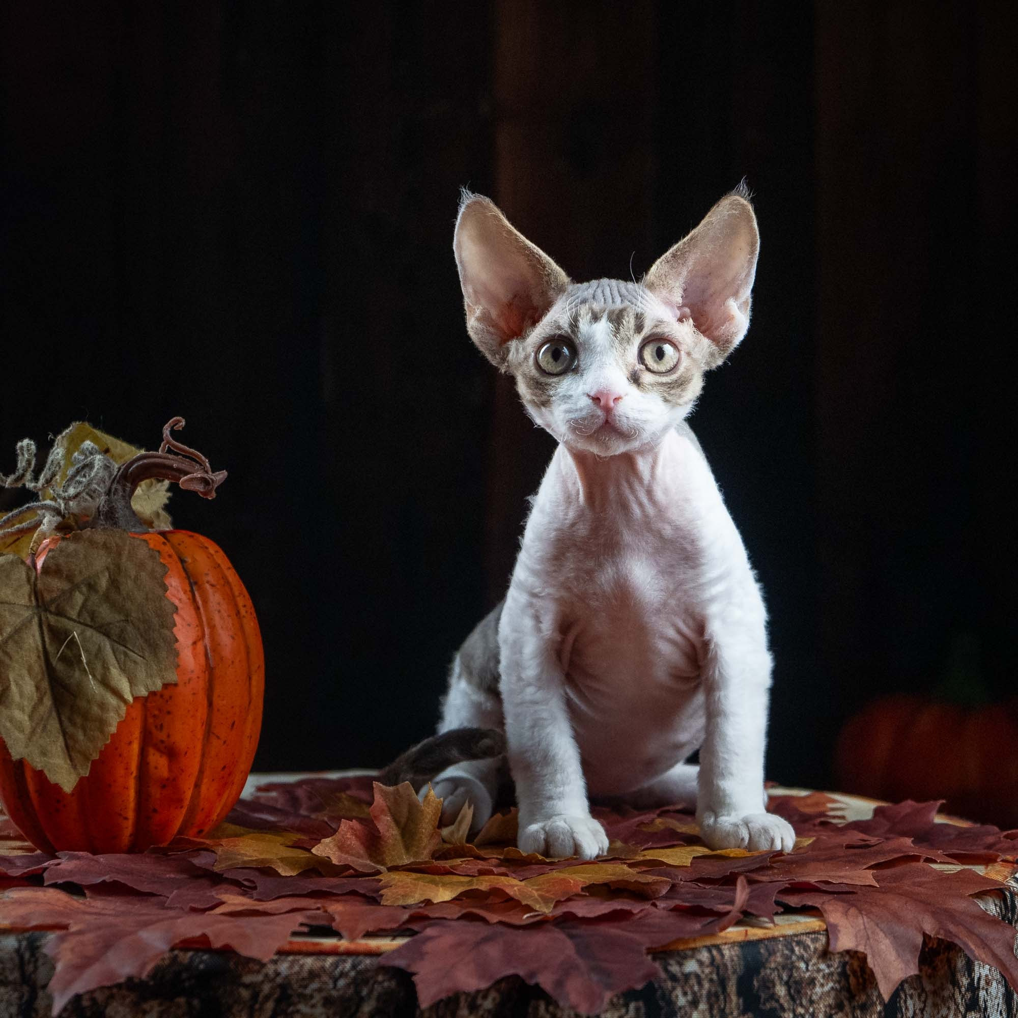 Eddie, boy, born on 06.09.24 Sold. Devon Rex Pixie Cattery