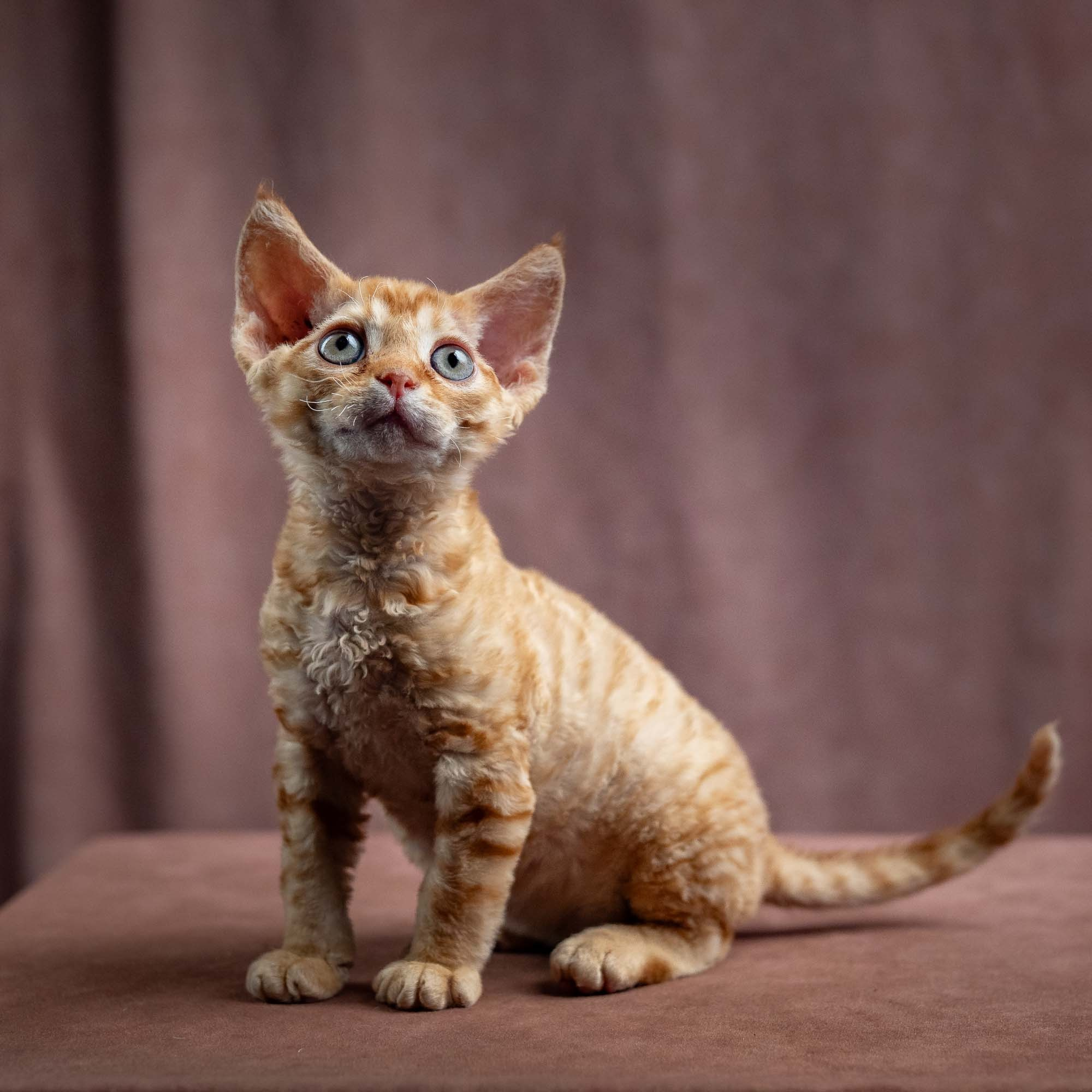 Jackie, boy, born 06.25.2025. Devon Rex Pixie Cattery