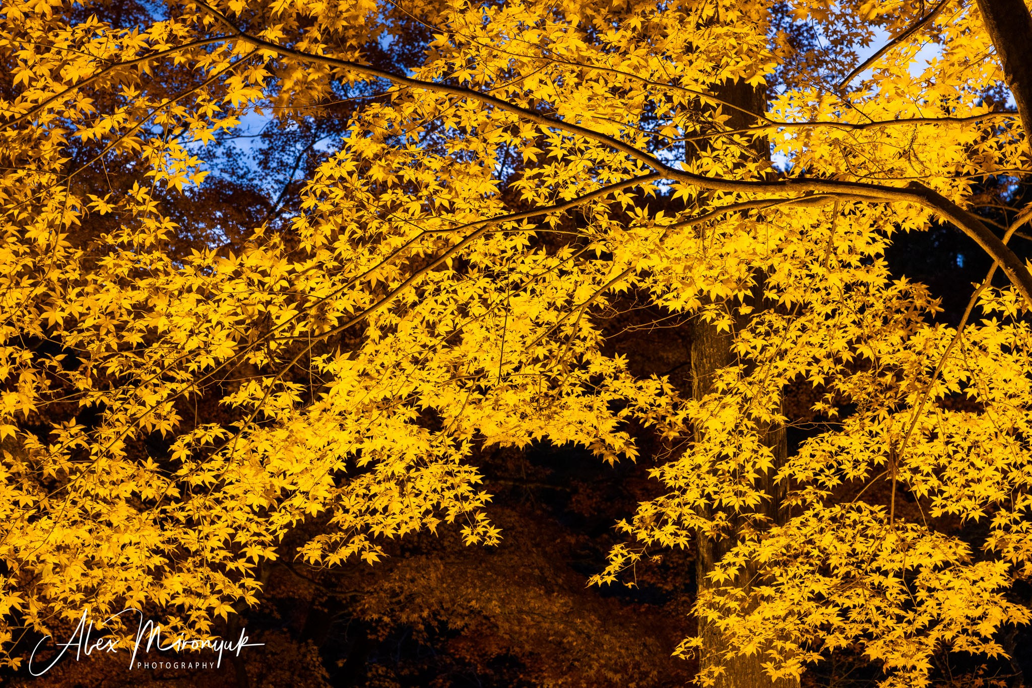 Autumn Colors of Japan. Pet, Senior, Landscape, portrait studio, photographer in Miami and Sou