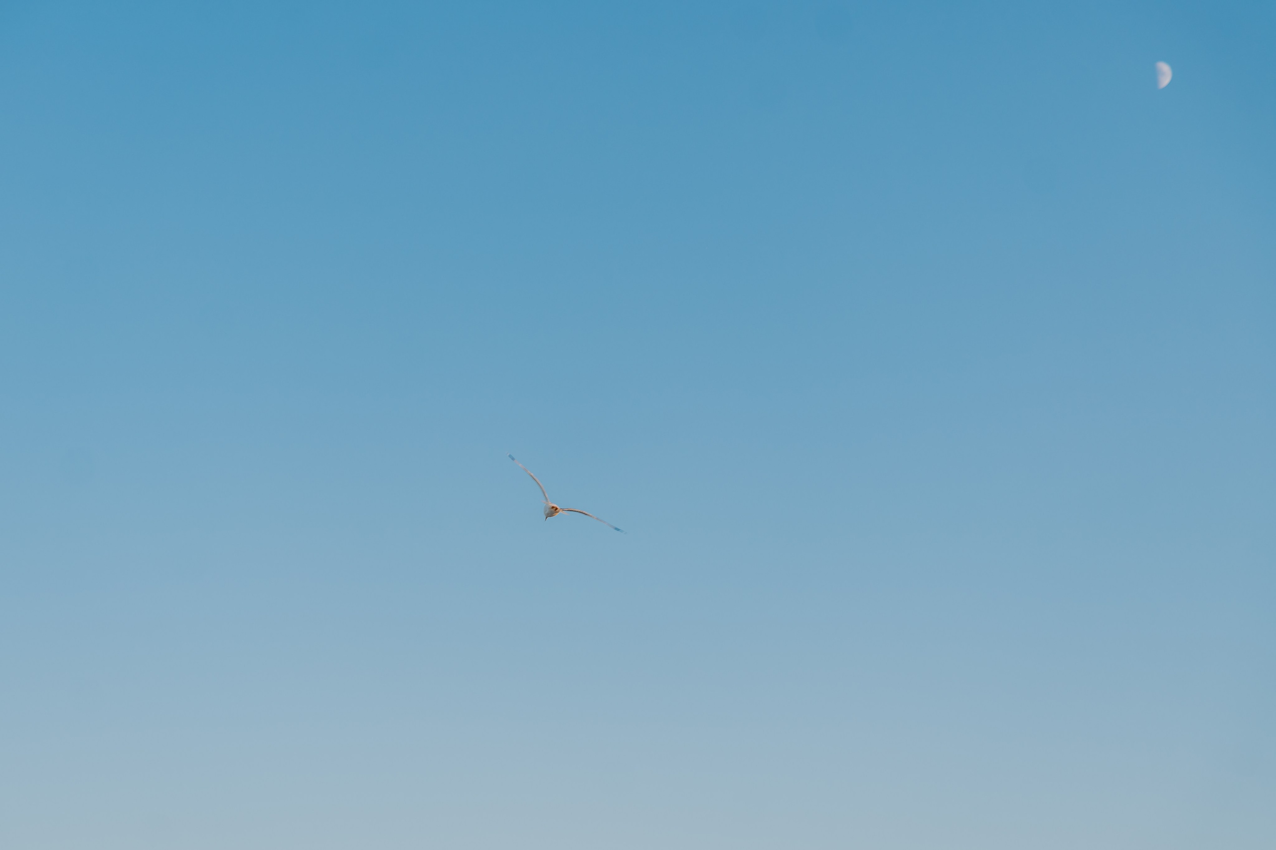 Alexandra & Felix - Love in Tyulenovo (1). Sebastian Purusniuc Fotograf - Iasi