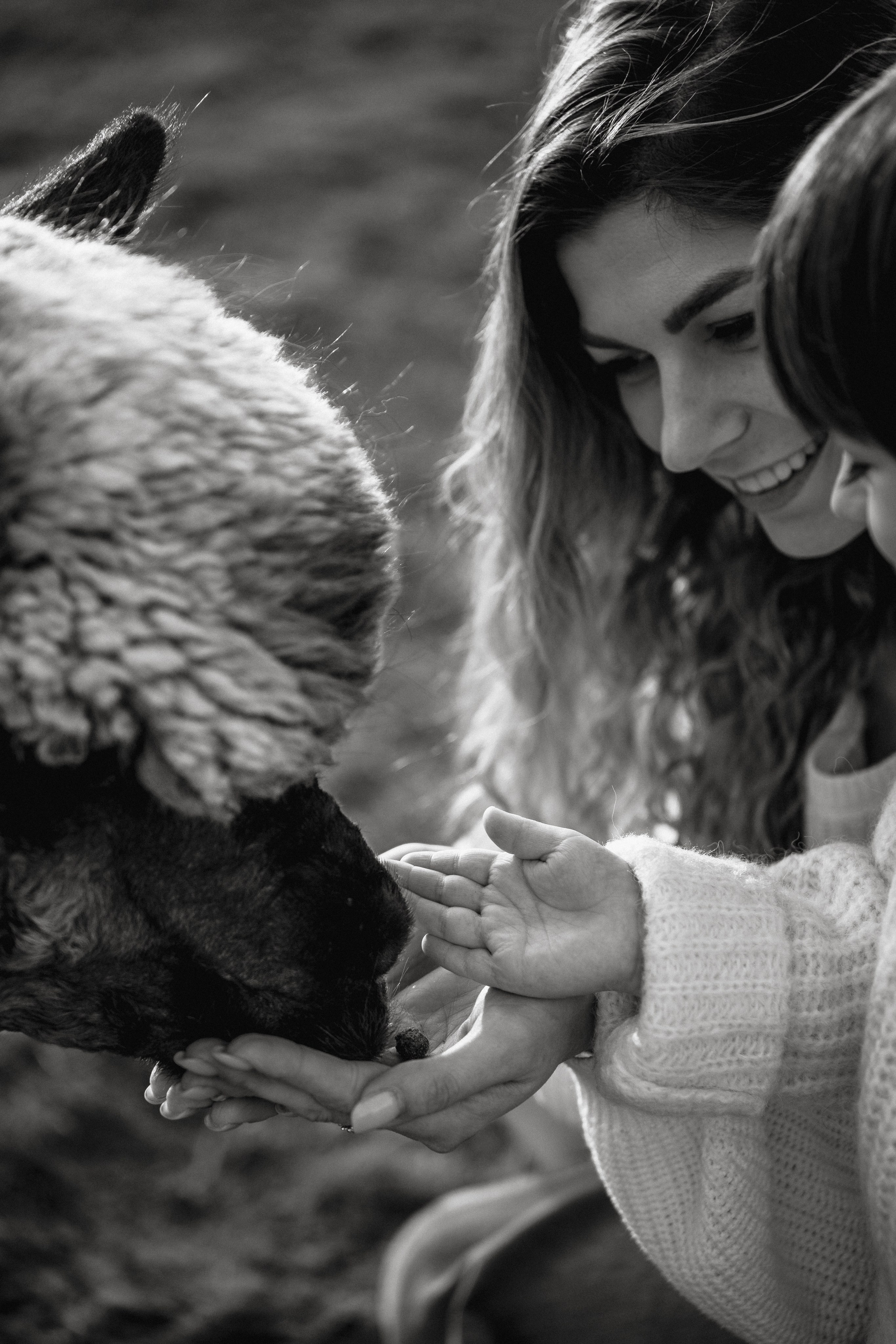 Unique Family Photography at an Alpaca Farm – Fun & Playful. Alisa Tant — Family and newborn photographer Bucks County, Montgomery county, Philadelphia, NJ