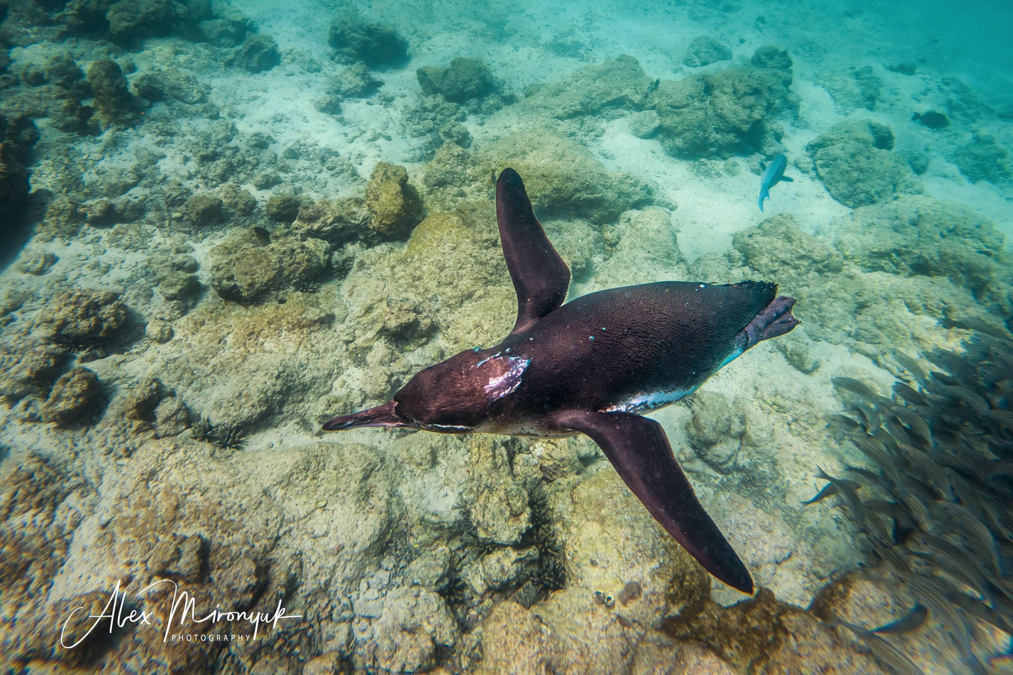 Galapagos Islands Adventure. Alex Mironyuk Photography