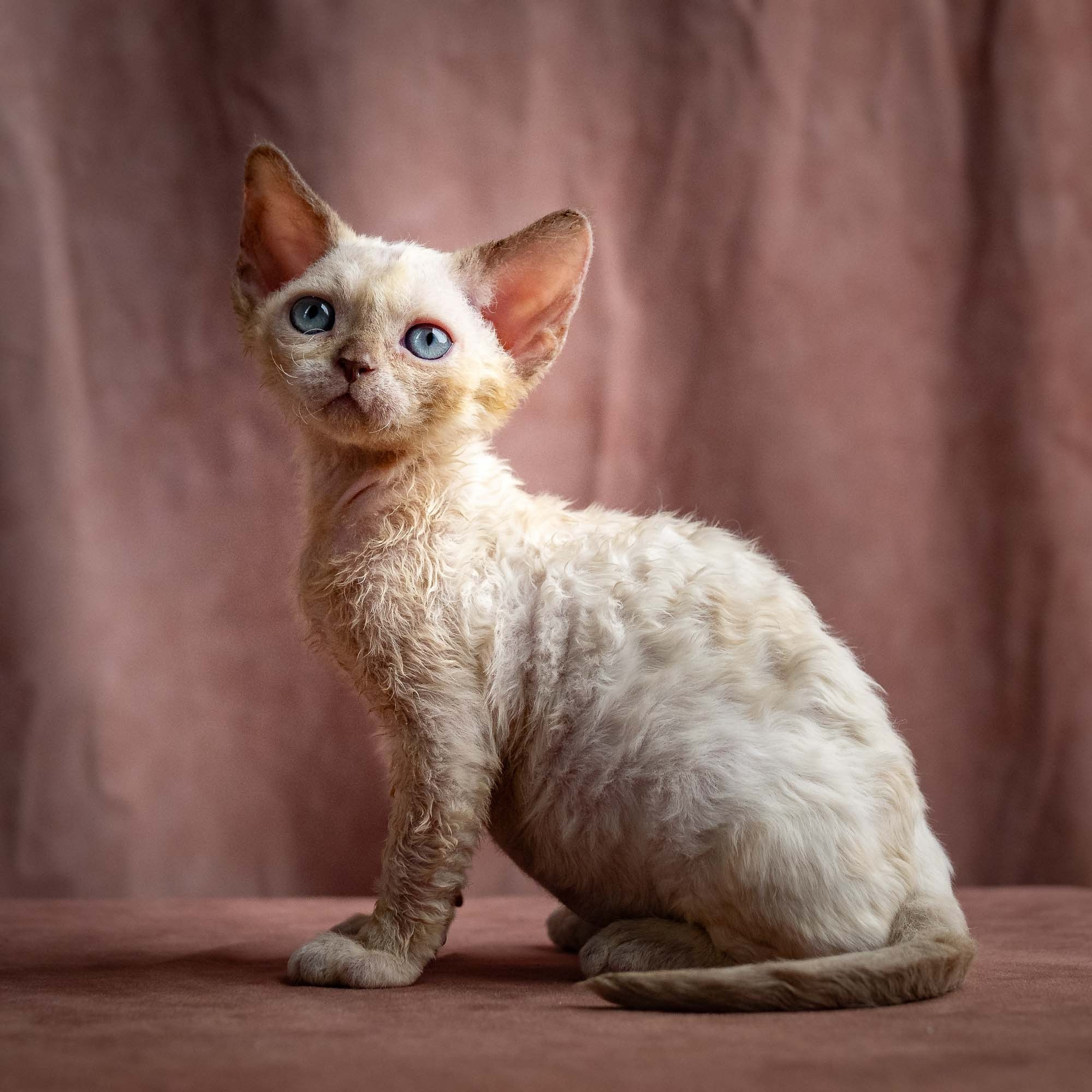 Rosalie, girl, born 05.08.26. Devon Rex Pixie Cattery