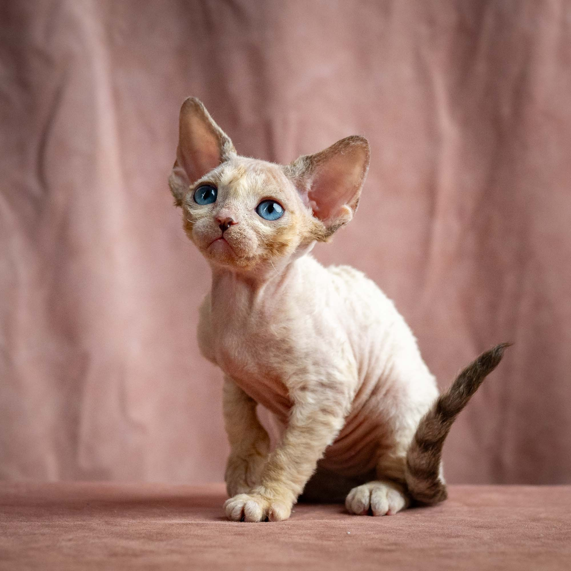 Rocco, boy, born 05.08.26. Devon Rex Pixie Cattery