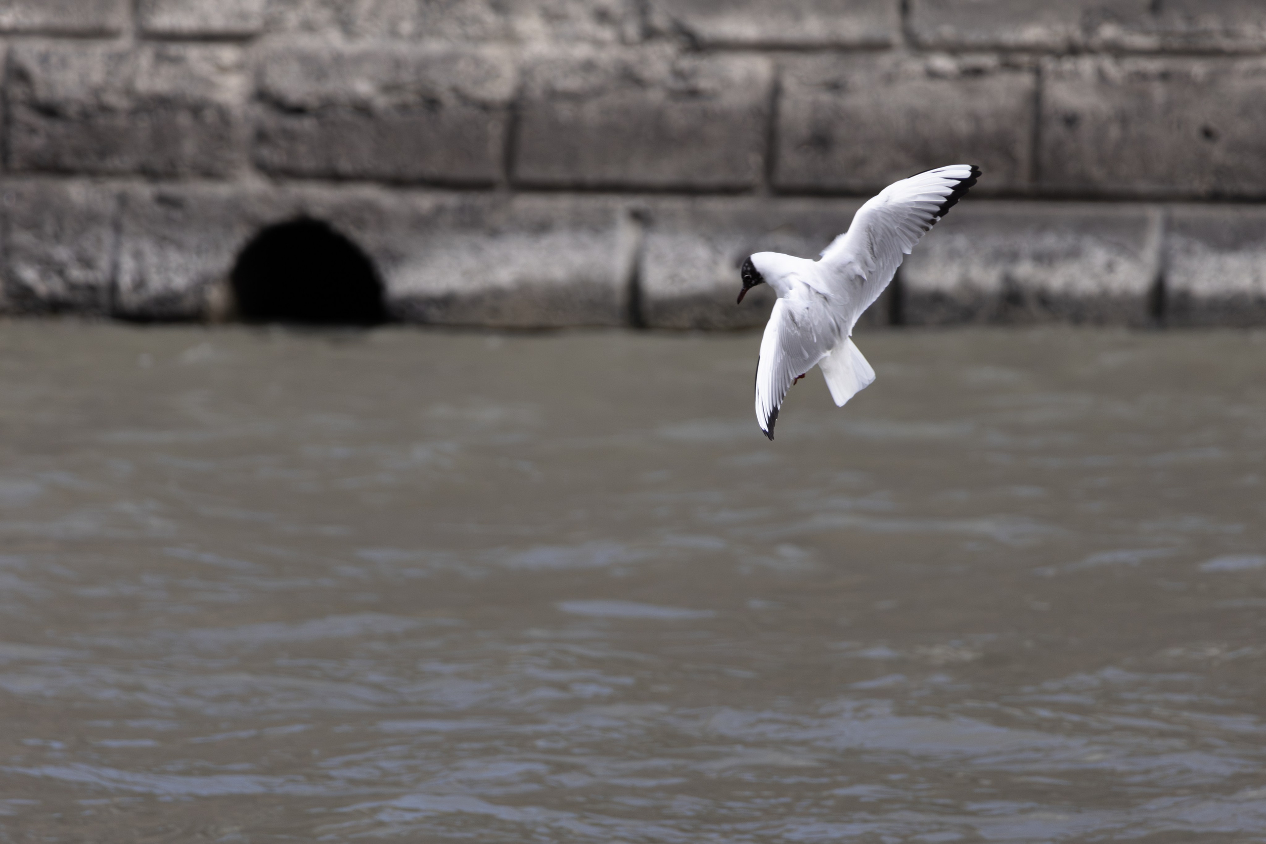 ფრთა ბუმბულისა და ფრთა რკინისა. FramefreeMan