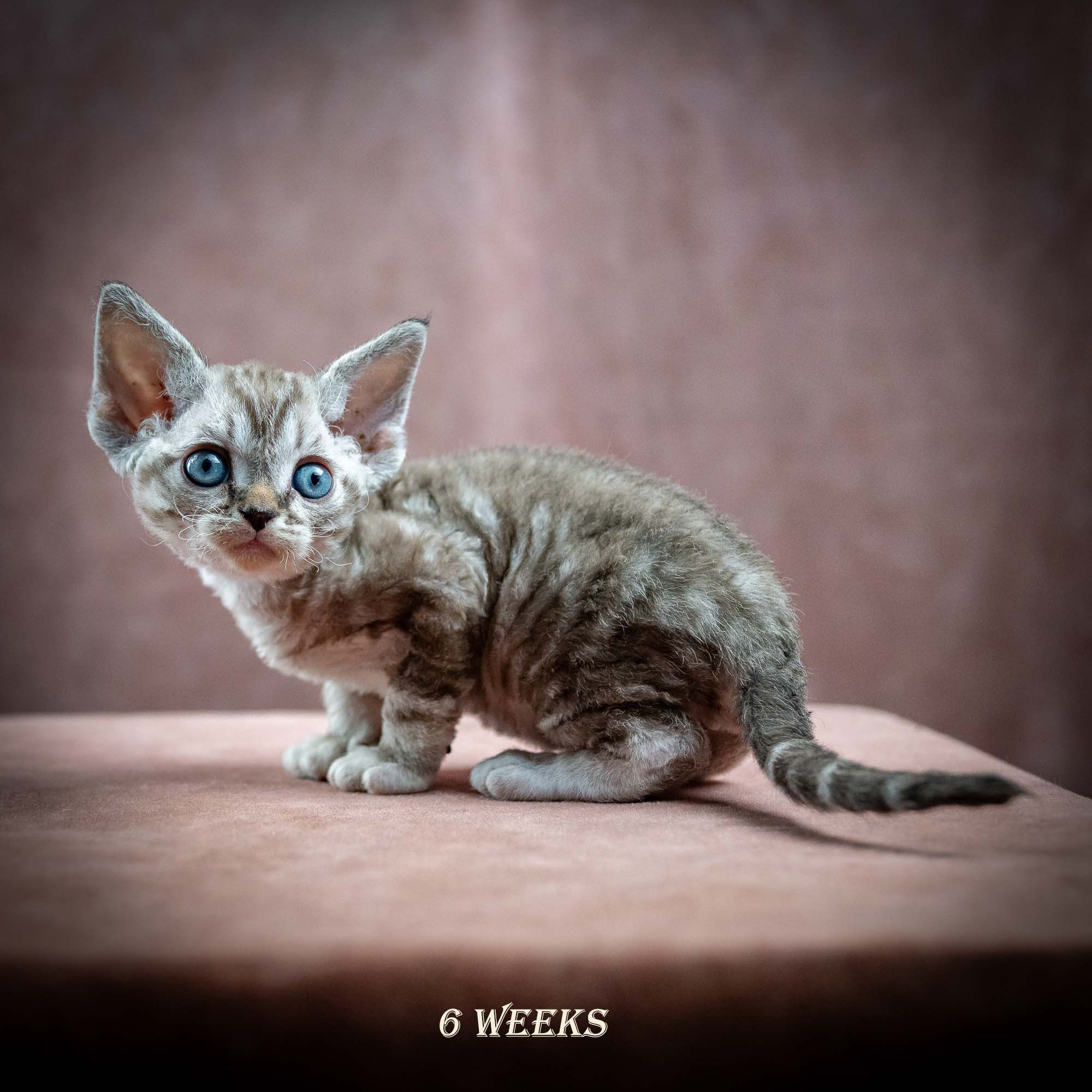Irwin, boy, born 06.01.2025. Devon Rex Pixie Cattery