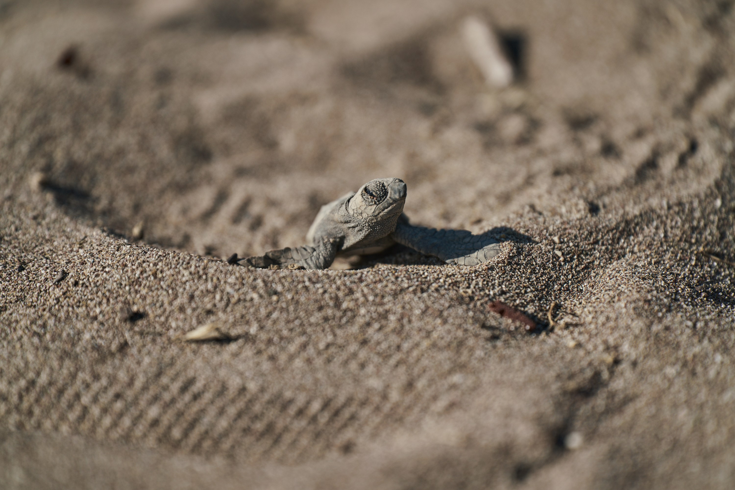 Caretta caretta | Anastasiia Nelen photographer