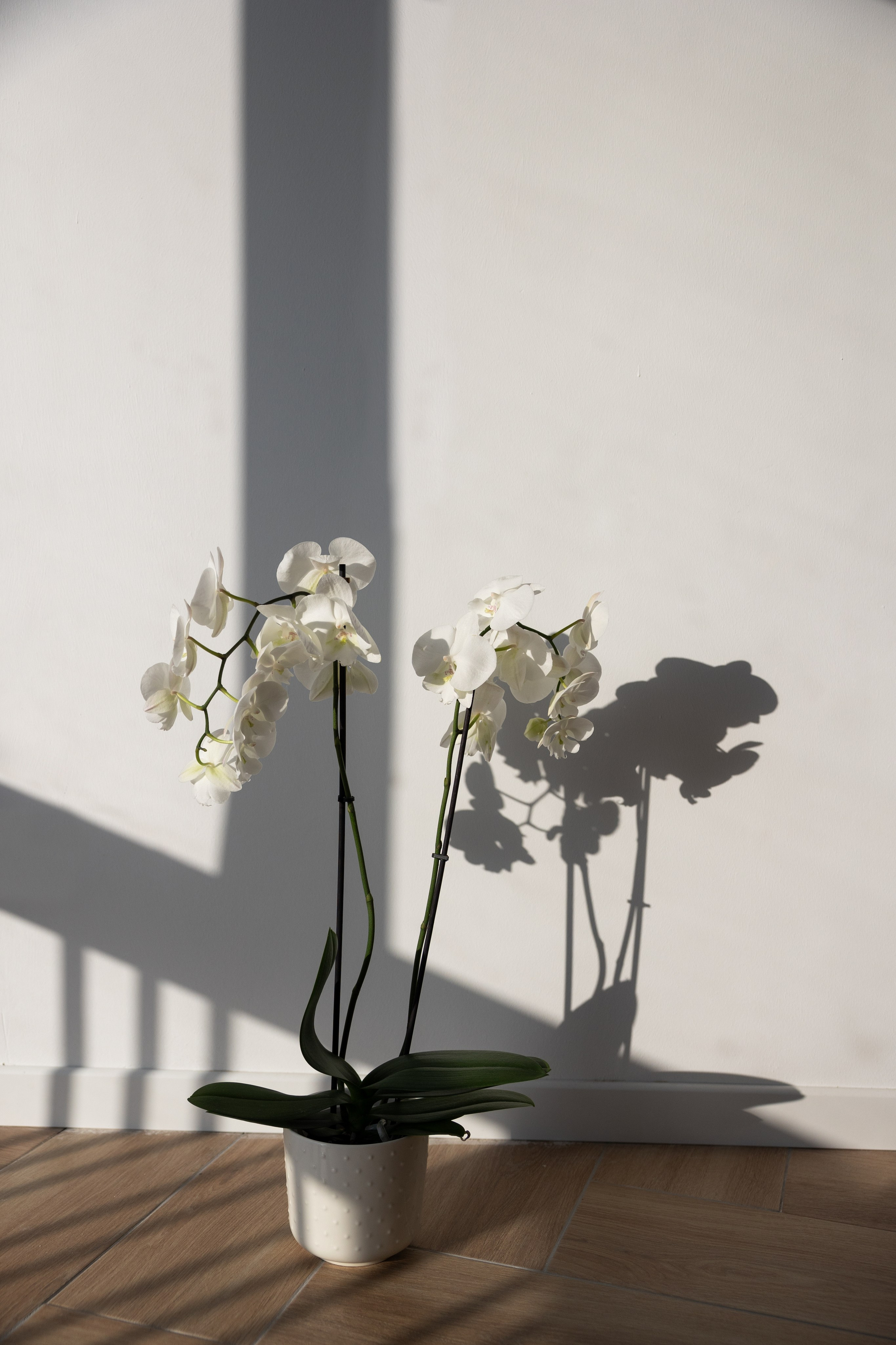 Personal brand photoshoot for art therapist. Eugénie Smirnova — your photographer in Toulouse and southwest France