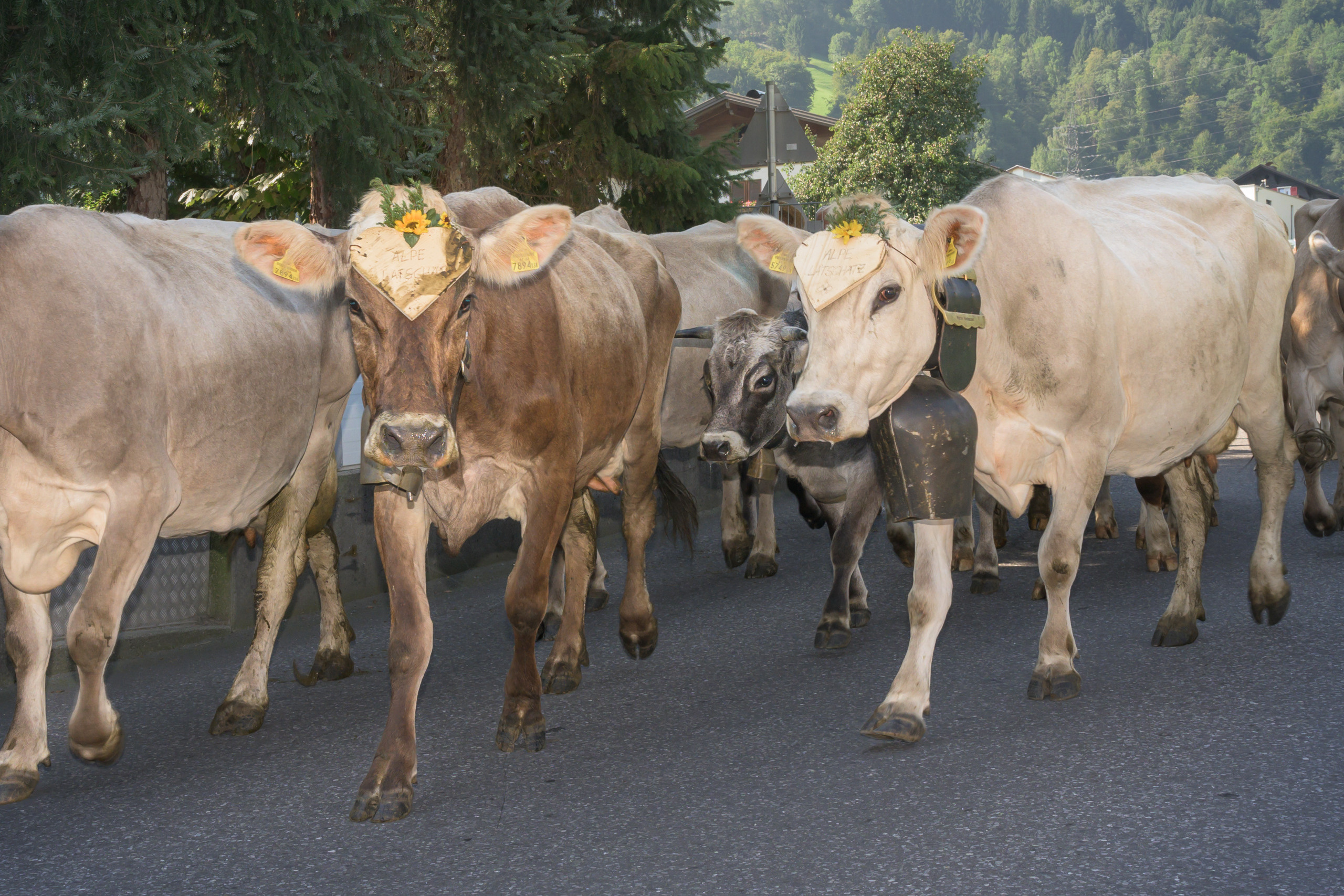 Alpabtrieb in Tschagguns, Montafon