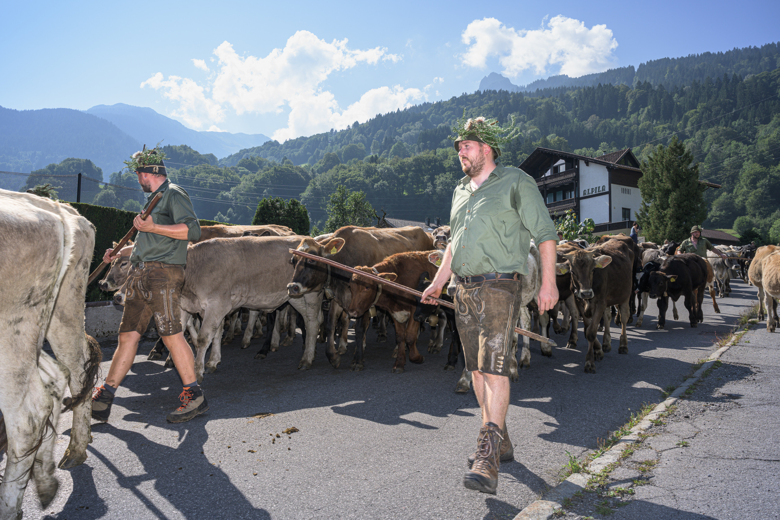 Alpabtrieb in Tschagguns, Montafon