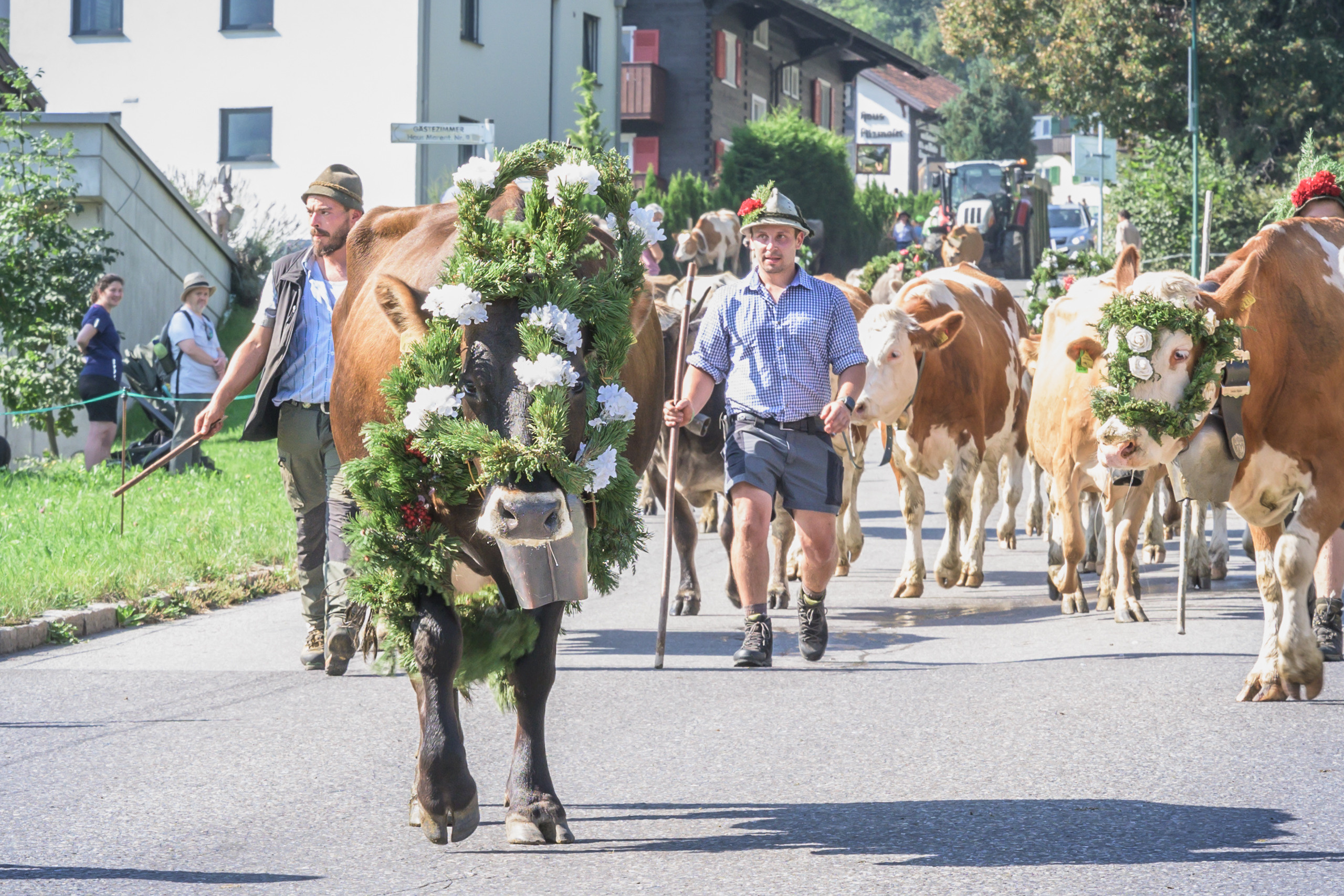 Alpabtrieb in Tschagguns, Montafon
