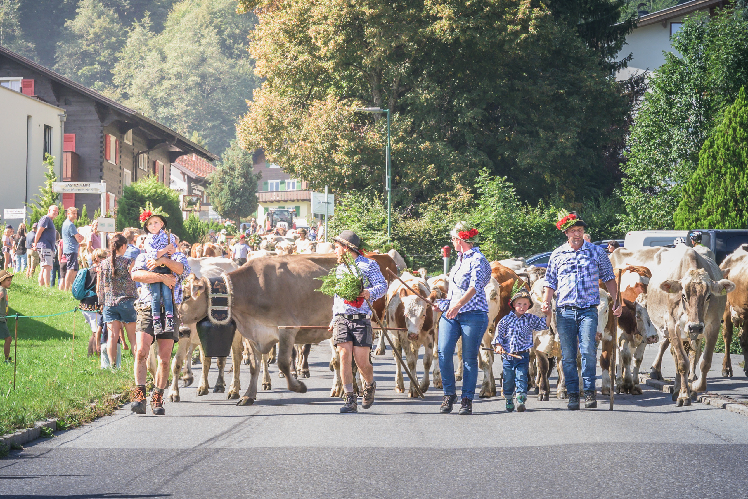 Alpabtrieb in Tschagguns, Montafon