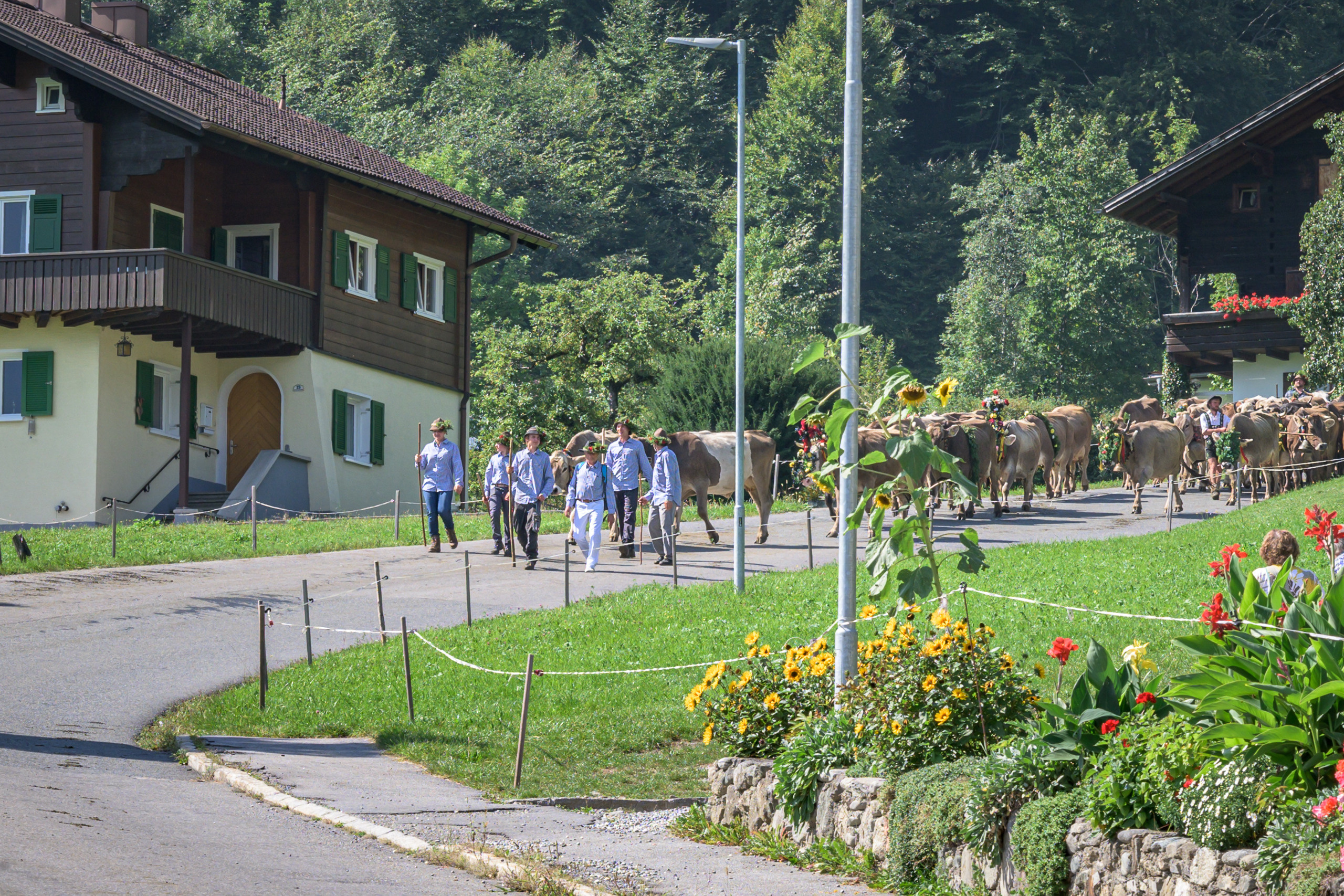 Alpabtrieb in Tschagguns, Montafon