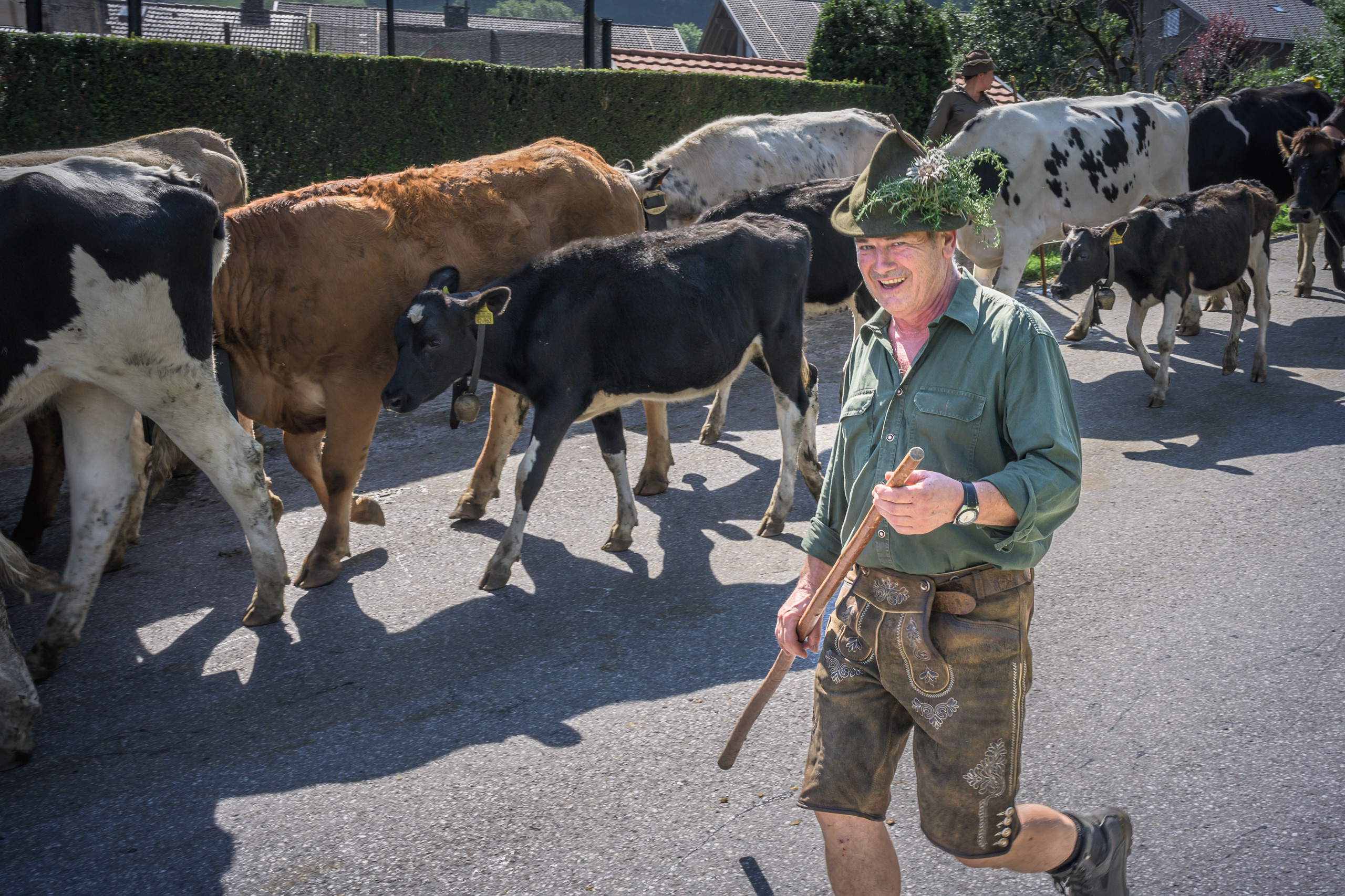 Alpabtrieb in Tschagguns, Montafon