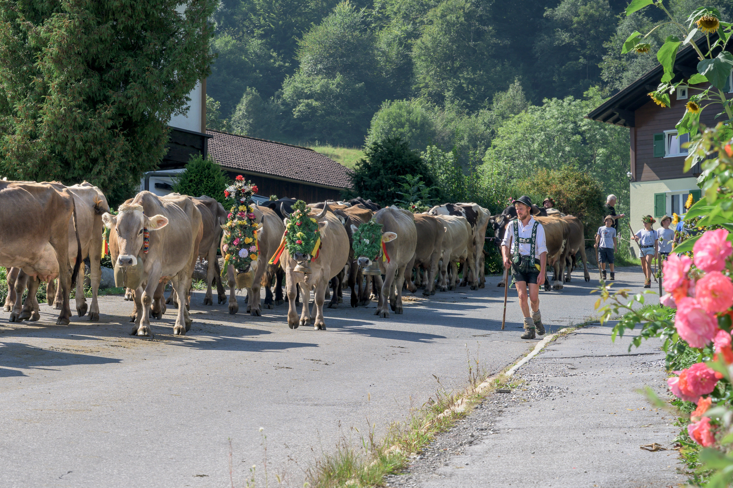 Alpabtrieb in Tschagguns, Montafon