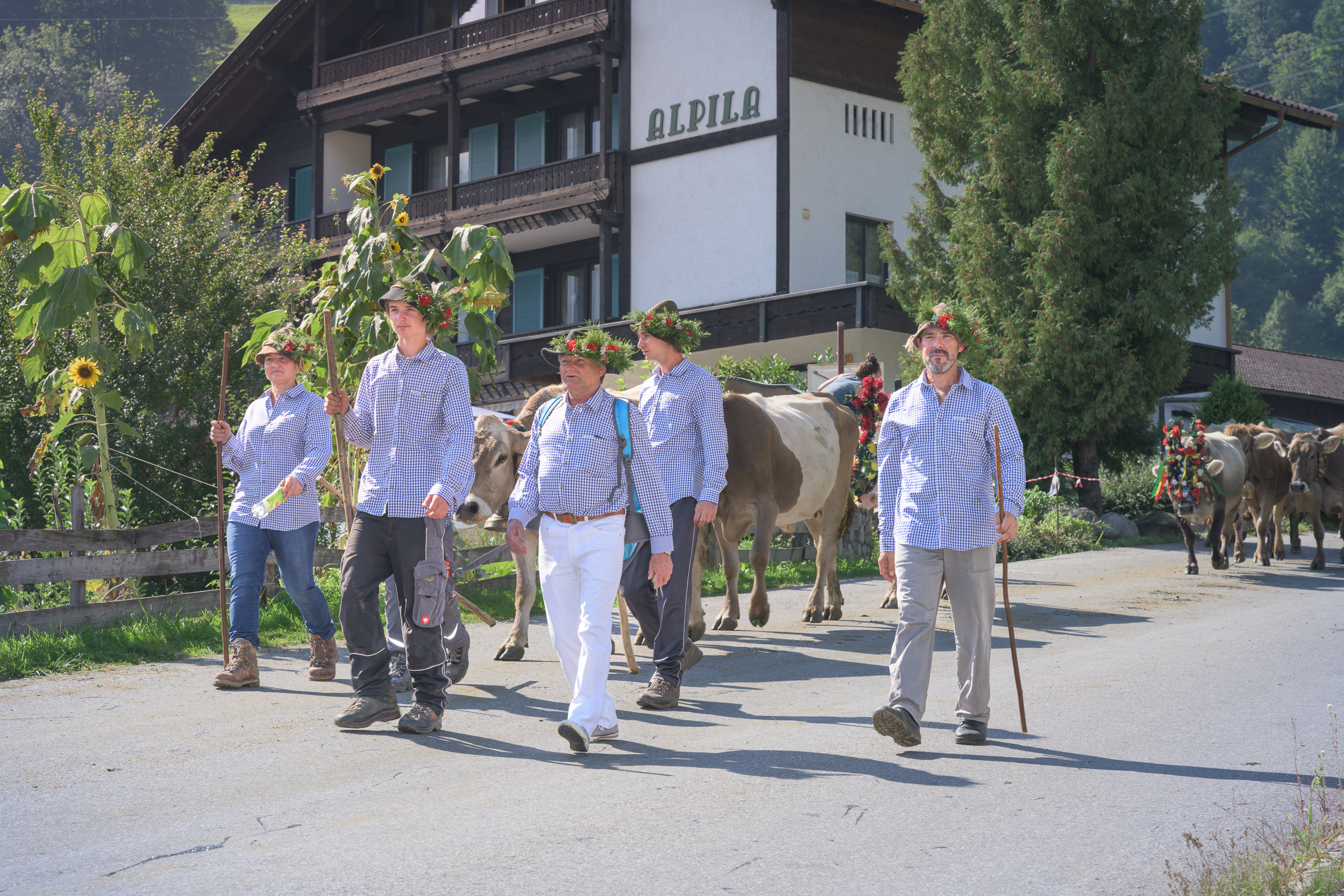Alpabtrieb in Tschagguns, Montafon