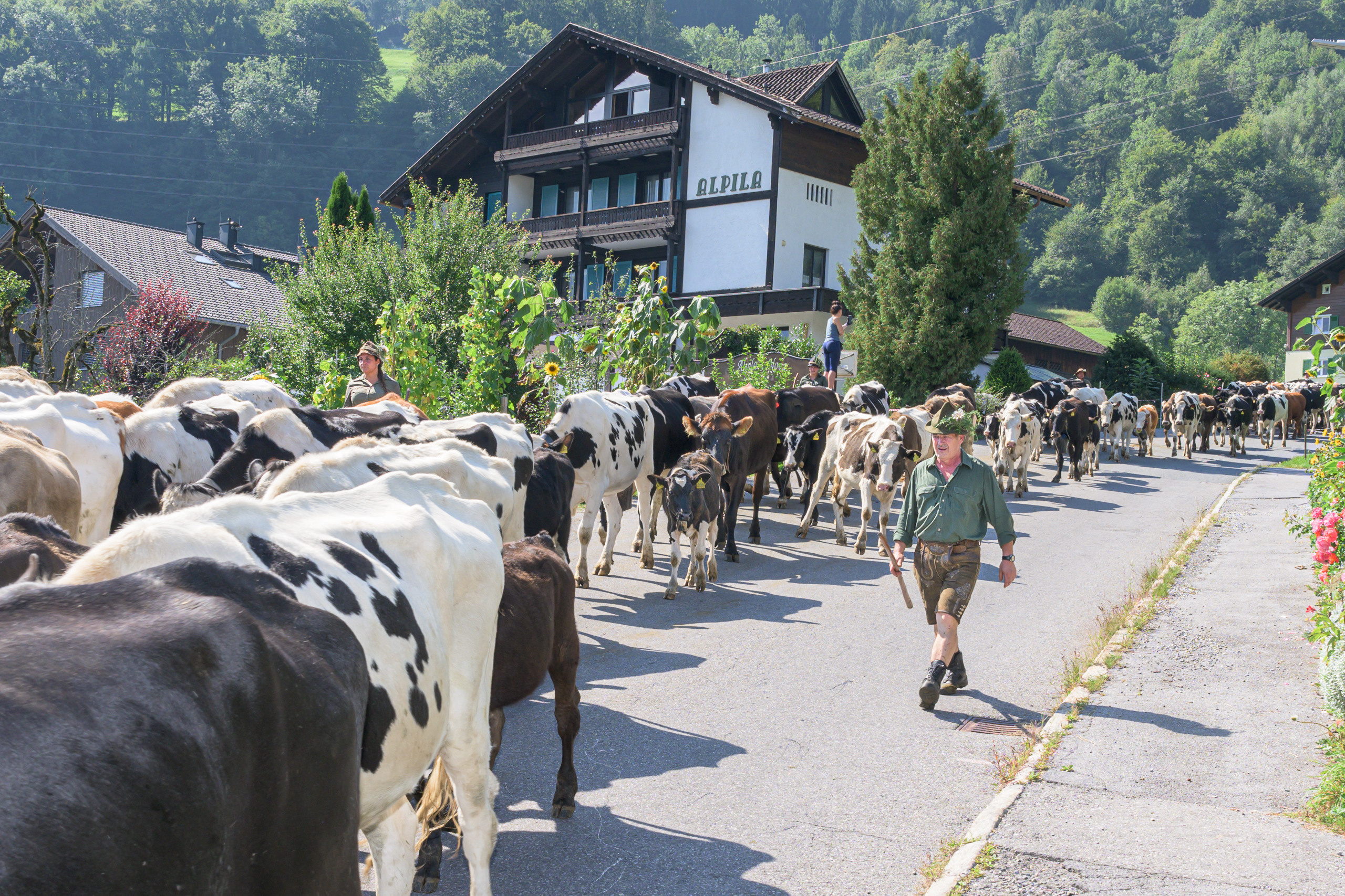 Alpabtrieb in Tschagguns, Montafon