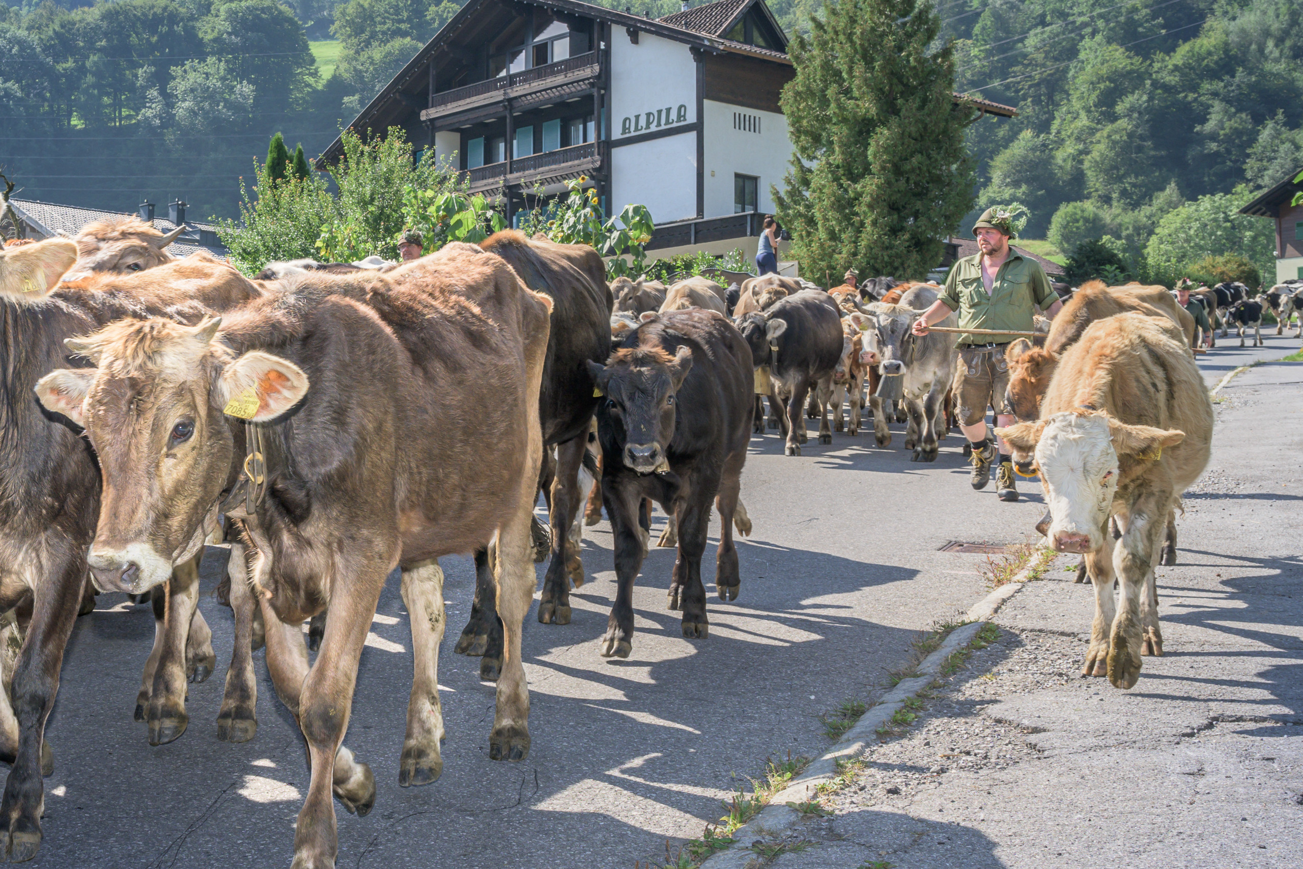 Alpabtrieb in Tschagguns, Montafon
